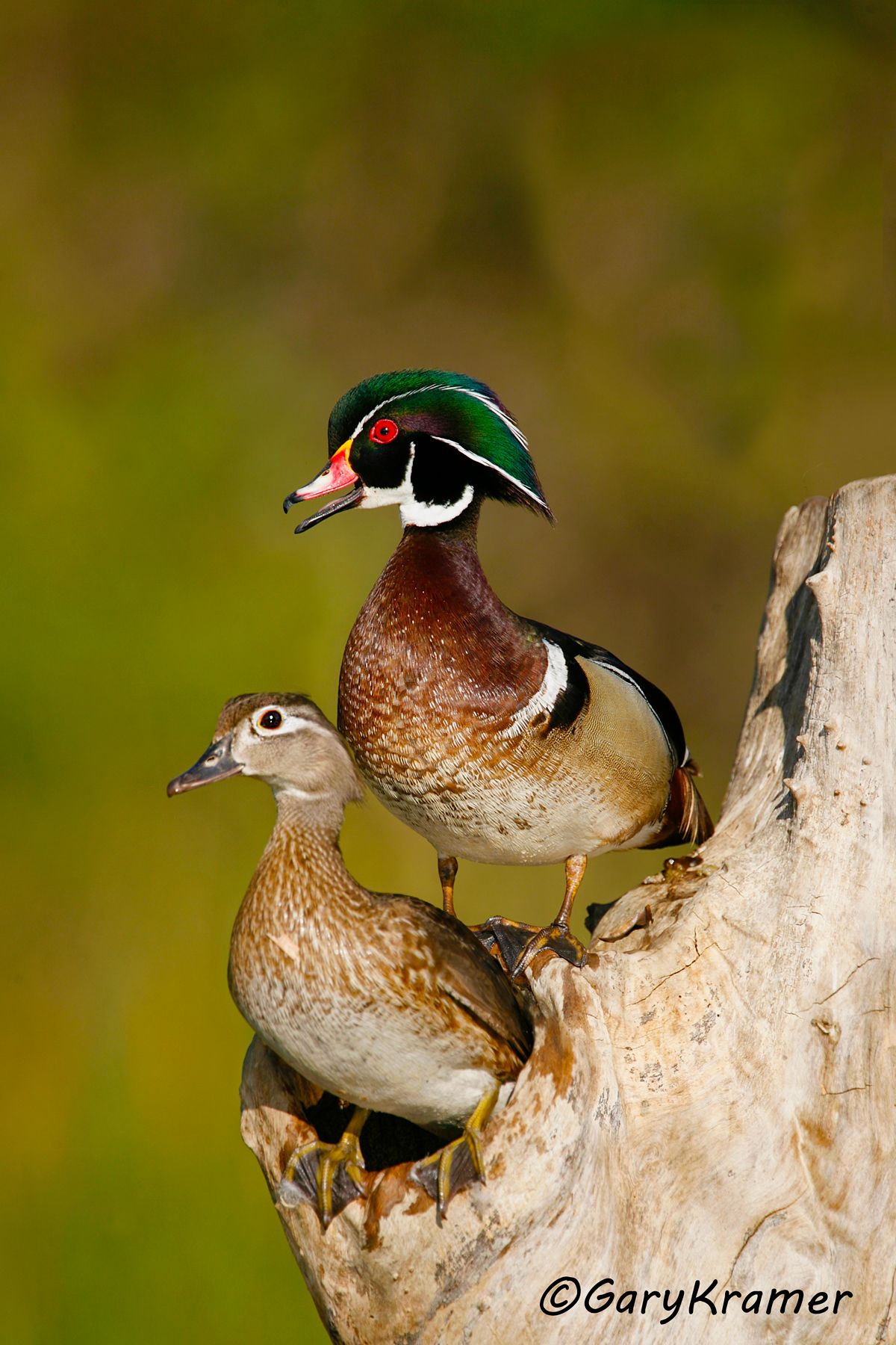 Wood Duck (Aix sponsa) - NBWWd#500d(2)