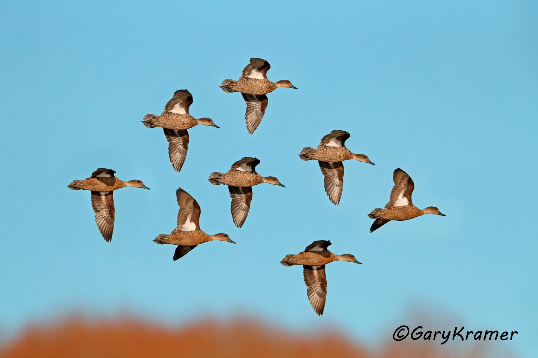 Grey Teal (Anas gibberifrons) Grey Teal (Anas gibberifrons) - OBWGt#048d