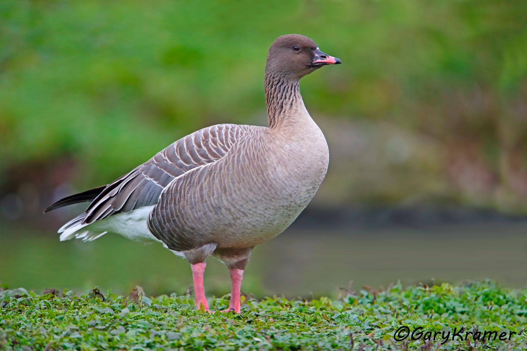 Pink-footed Goose (Anser brachyrhychus)  Pink-footed Goose (Anser brachyrhychus) - EBWGp#002d