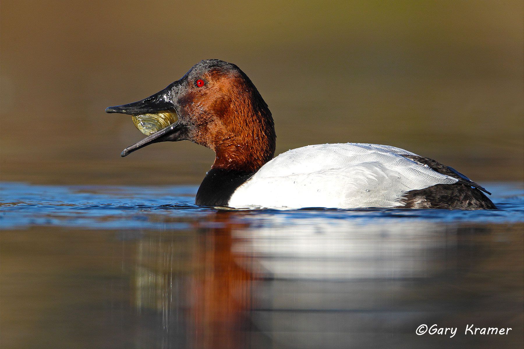 Canvasback (Aythya valisineria) Canvasback (Aythya valisineria) - NBWC#891d