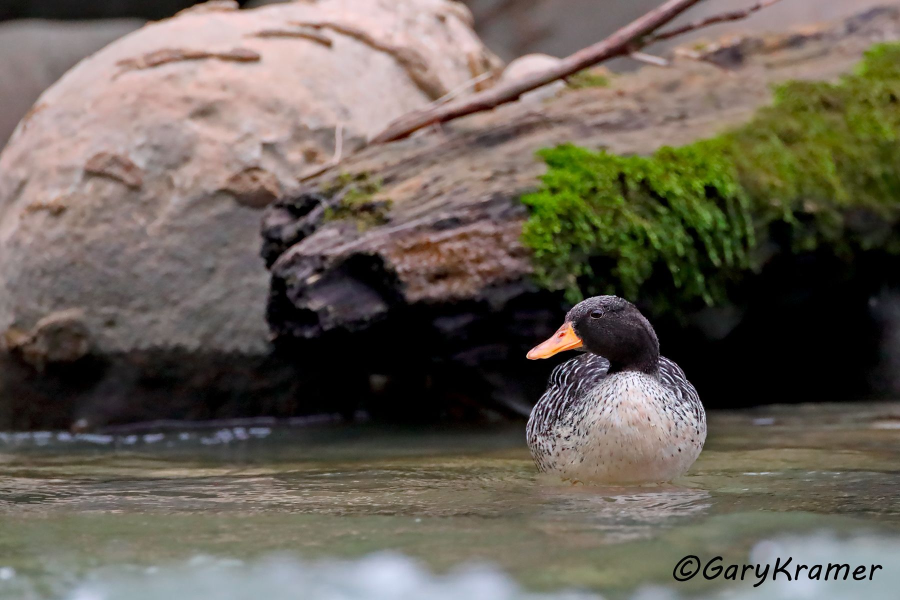 Salvadori's Teal (Salvadorina waigiuensis) (New Guinea)  Salvadori's Teal (Salvadorina waigiuensis) - OBWTs#021d (New Guinea)