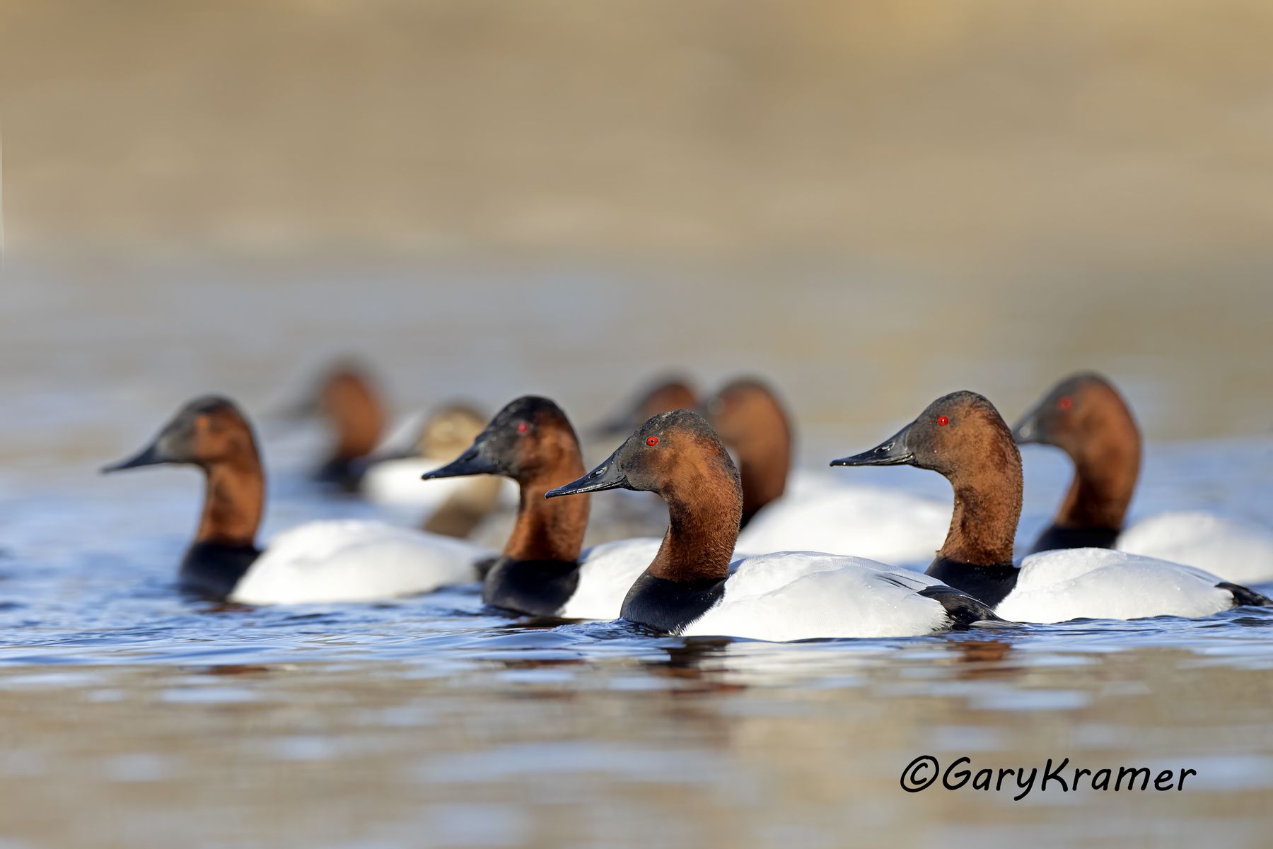 Canvasback (Aythya valisineria) - NBWC#2743d