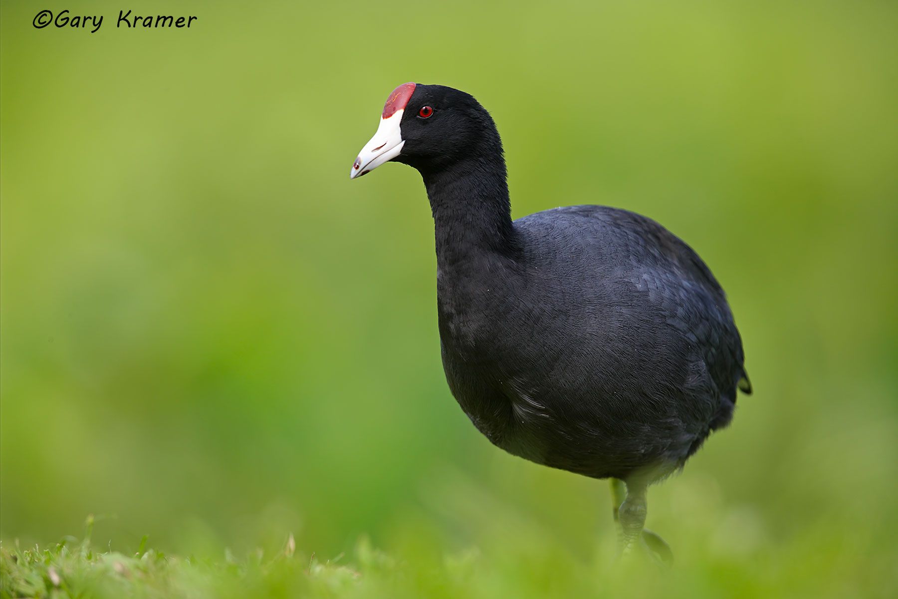 Hawaiian Coot (Fulica alai) Hawaiian Coot (Fulica alai) - NBCh#061d