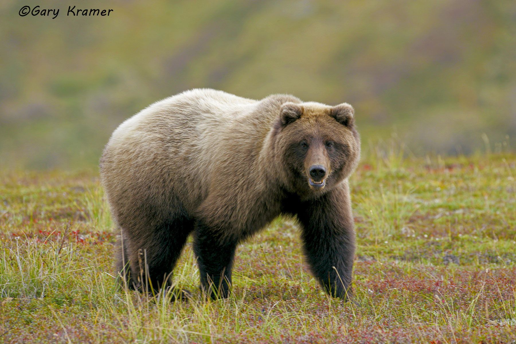 Grizzly Bear (Ursus horribilis) Montana, USA by GaryKramer.net, 530-934-3873, gkramer@cwo.com Grizzly Bear (Ursus horribilis) - NMBG#091d