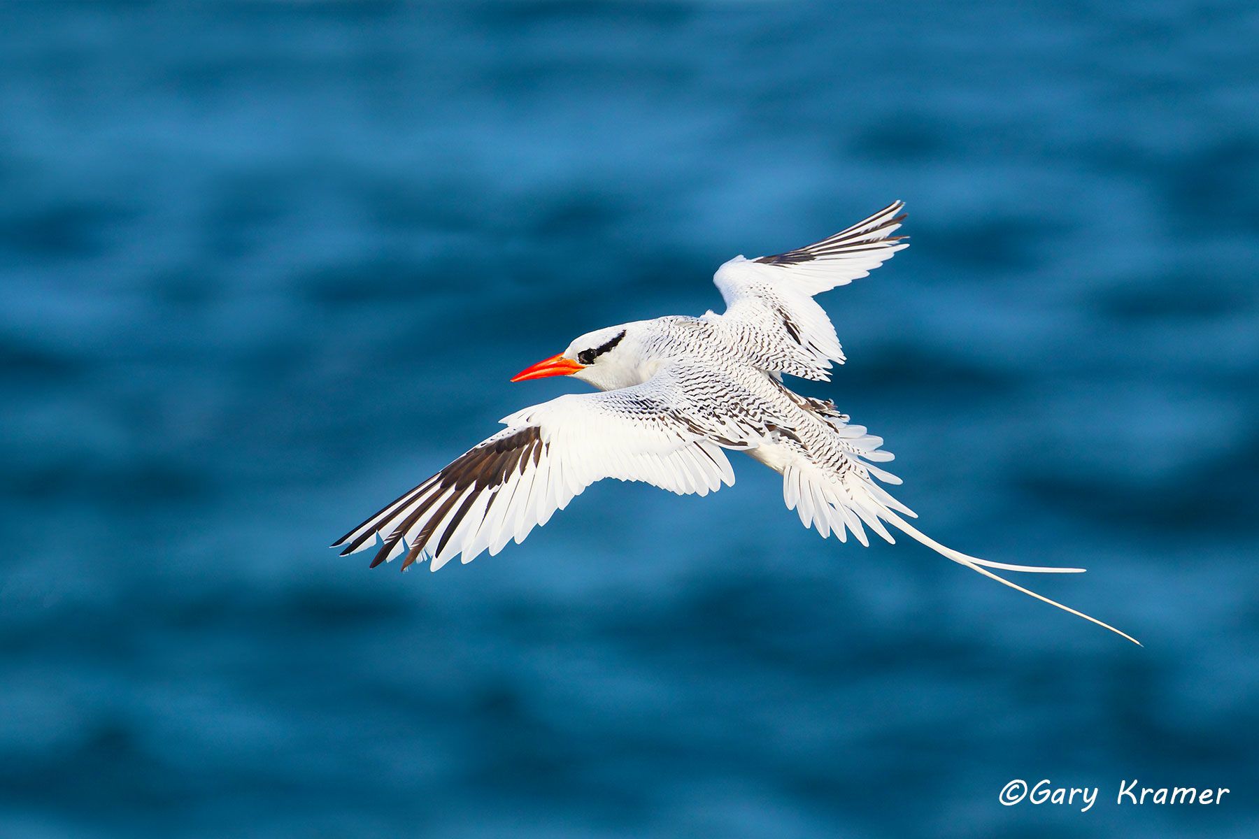 Red-billed Tropicbird (Phaethon aethereus) Red-billed Tropicbird (Phaethon aethereus) - NBTrb#010d