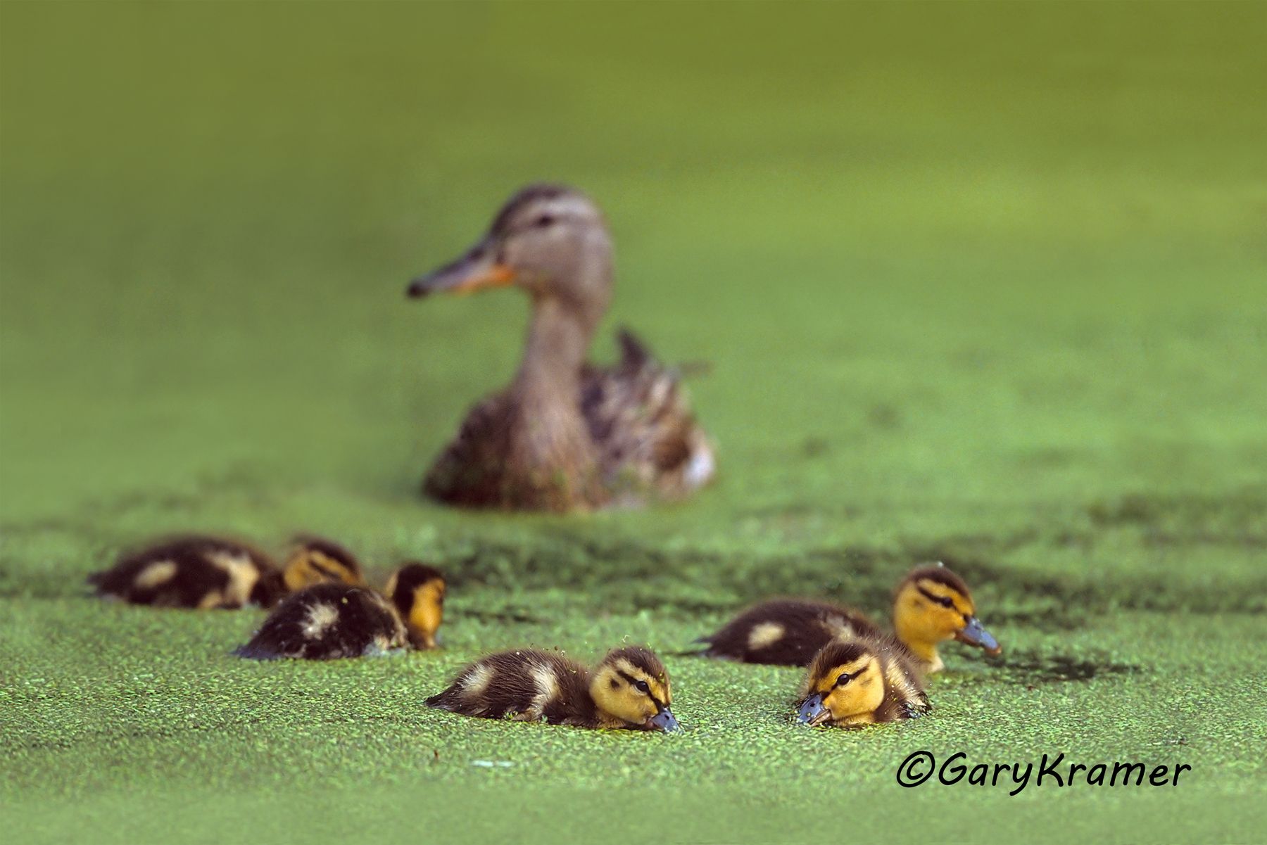 Mallard (Anas platyrhynchos) - NBWM#554(4)