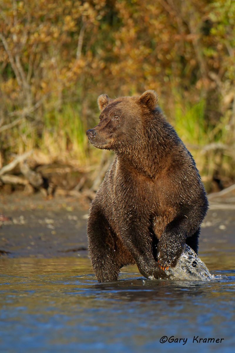 Alaskan Brown Bear (Ursus middlendorffi) by GaryKramer.net, 530-934-3873, gkramer@cwo.com Alaskan Brown Bear (Urusus middlendorffi) - NMBA#326d(2)