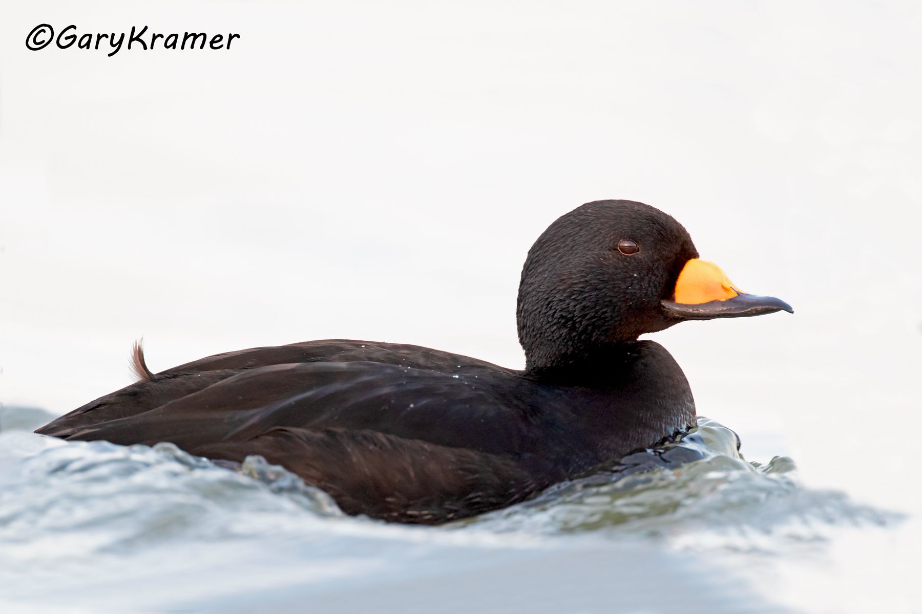 Black Scoter (Melanitta nigra) - NBWSb#247d