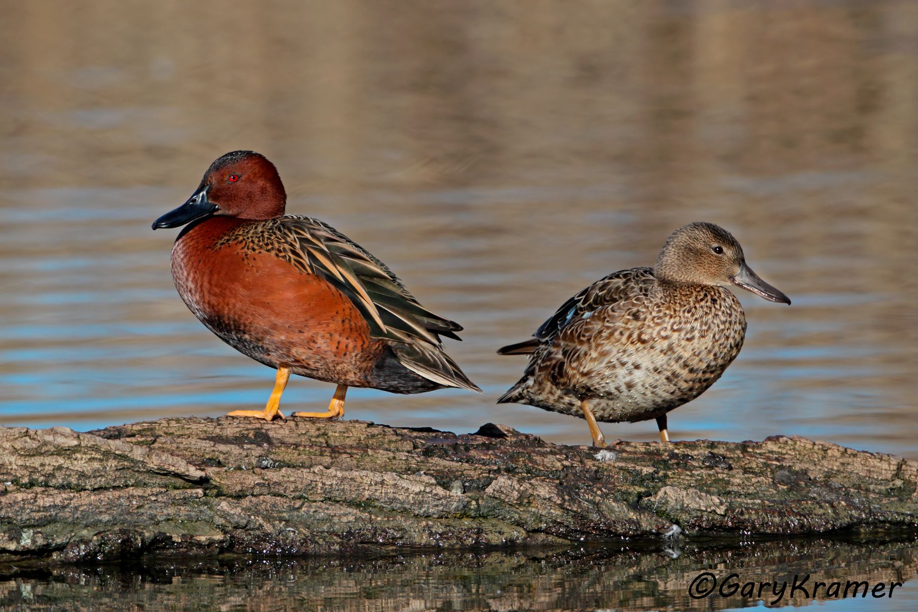 Cinnamon Teal (Spatula cyanoptera)  Cinnamon Teal (Spatula cyanoptera) -NBWTc#537d(2)