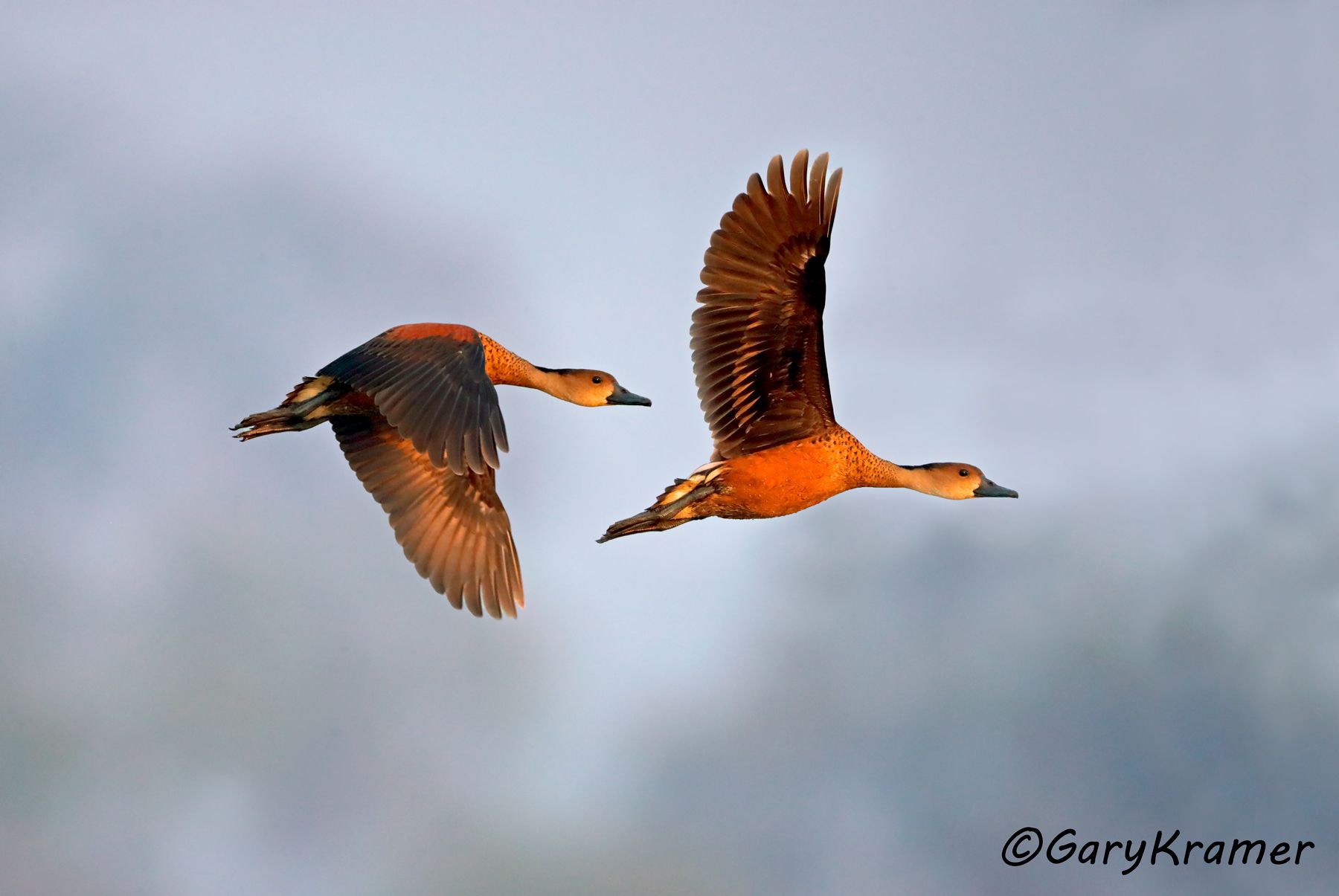 Wandering Whistling Duck (Dendrocygna arcuata)  Wandering Whistling Duck (Dendrocygna arcuata) - OBWW#102d(2)