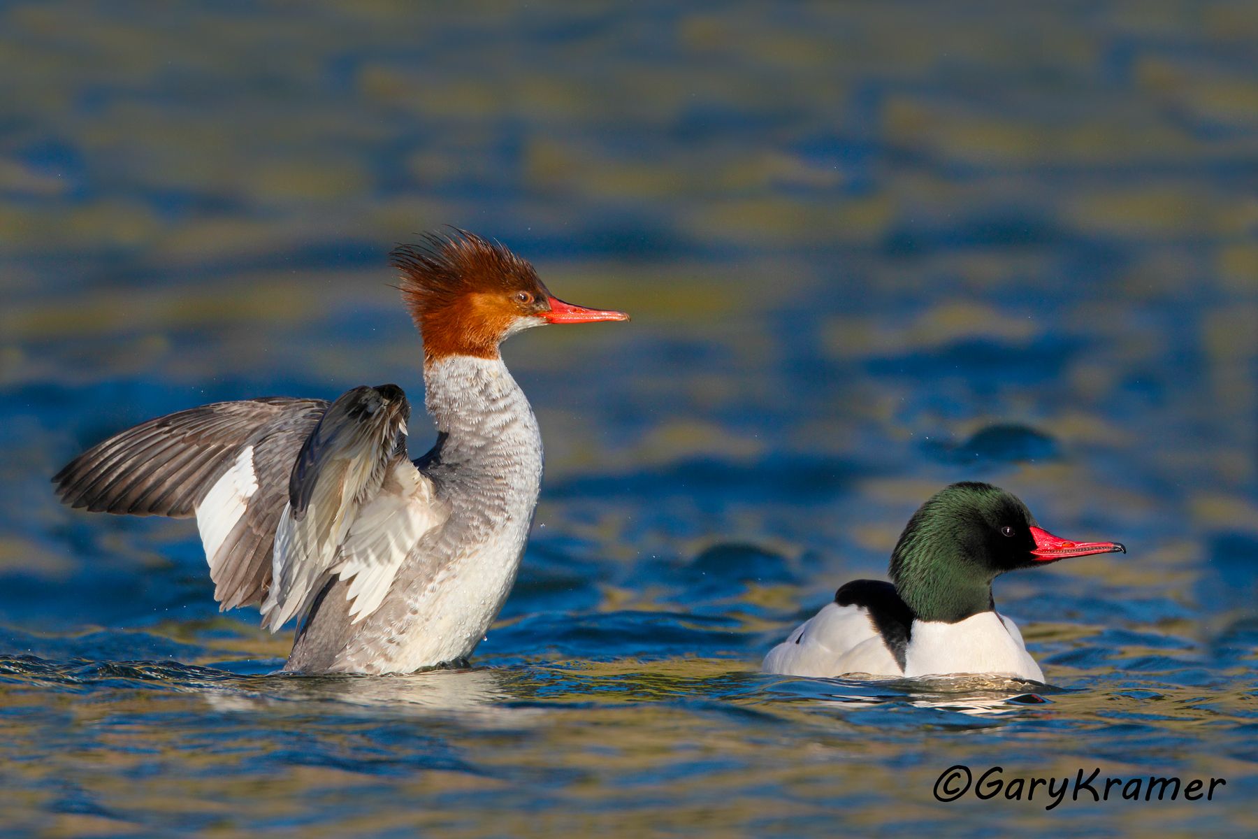Common Merganser (Mergus merganser) Common Merganser (Mergus merganser) - NBWMc#099d(2)