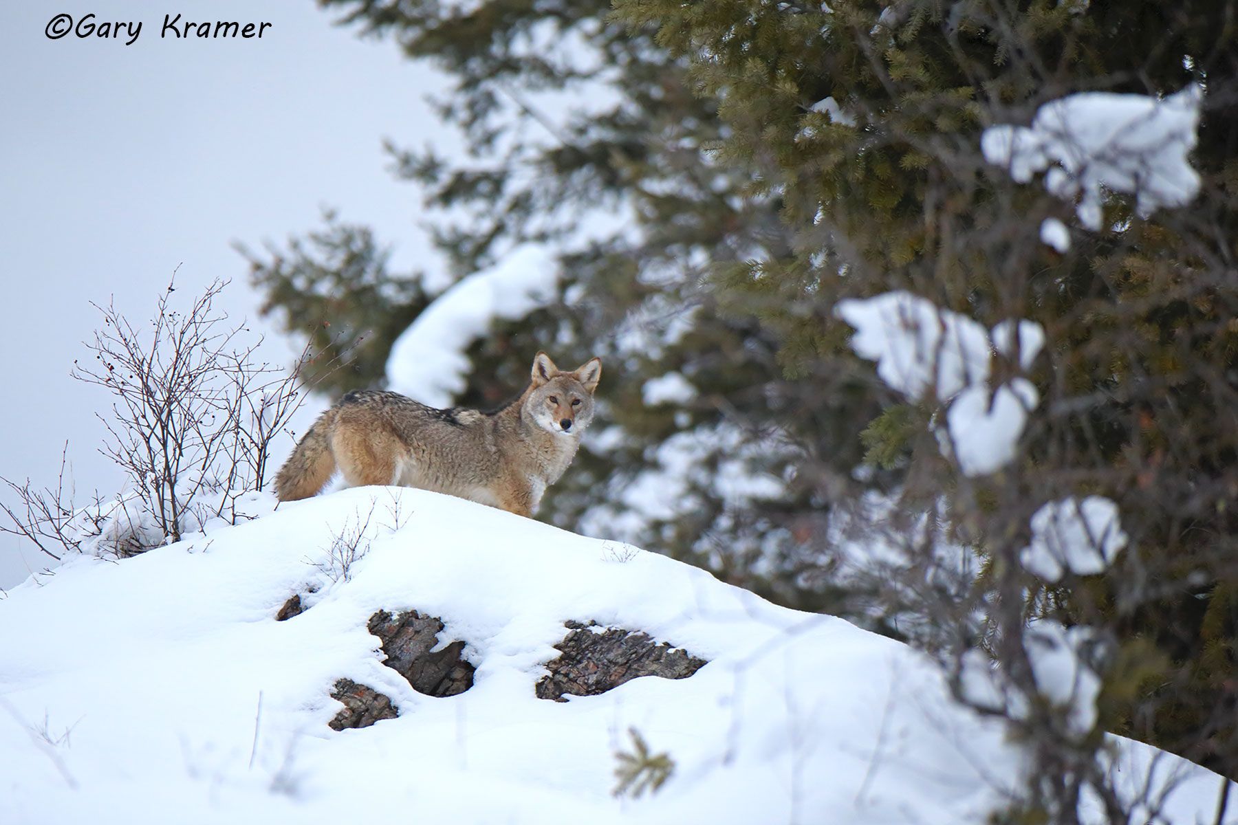 Coyote (Canis latrans) - NMC#1264