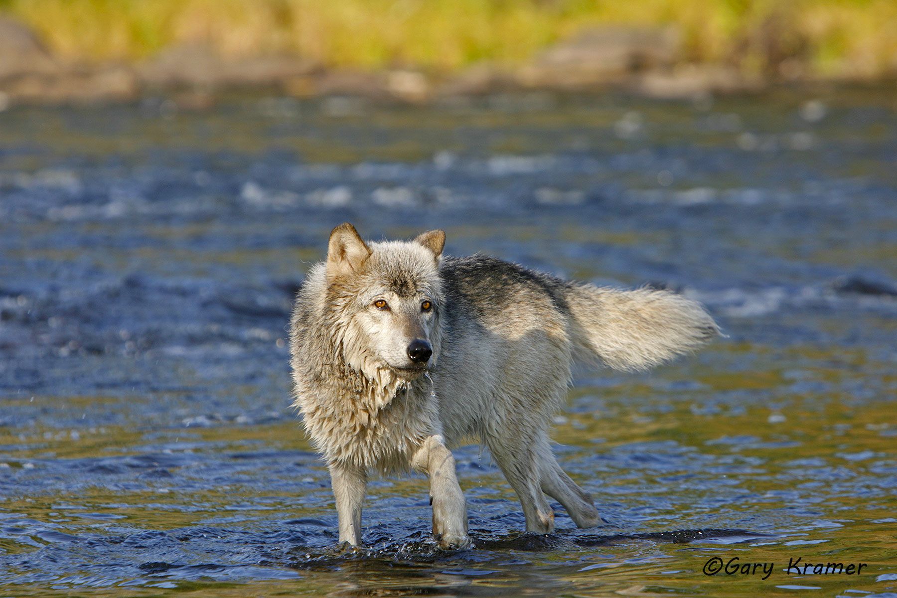 Gray Wolf (Canis lupus) - NMWg#782d