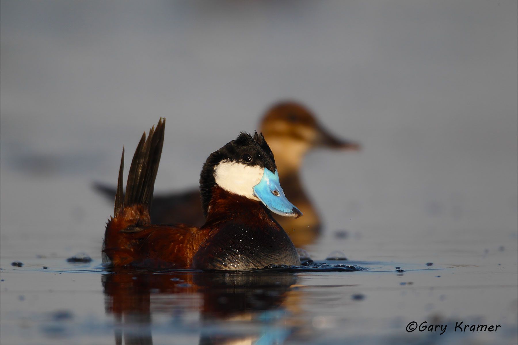 Ruddy Duck (spring) (Oxyura jamaicensis) Ruddy Duck (spring) (Oxyura jamaicensis) - NBWRs#458d