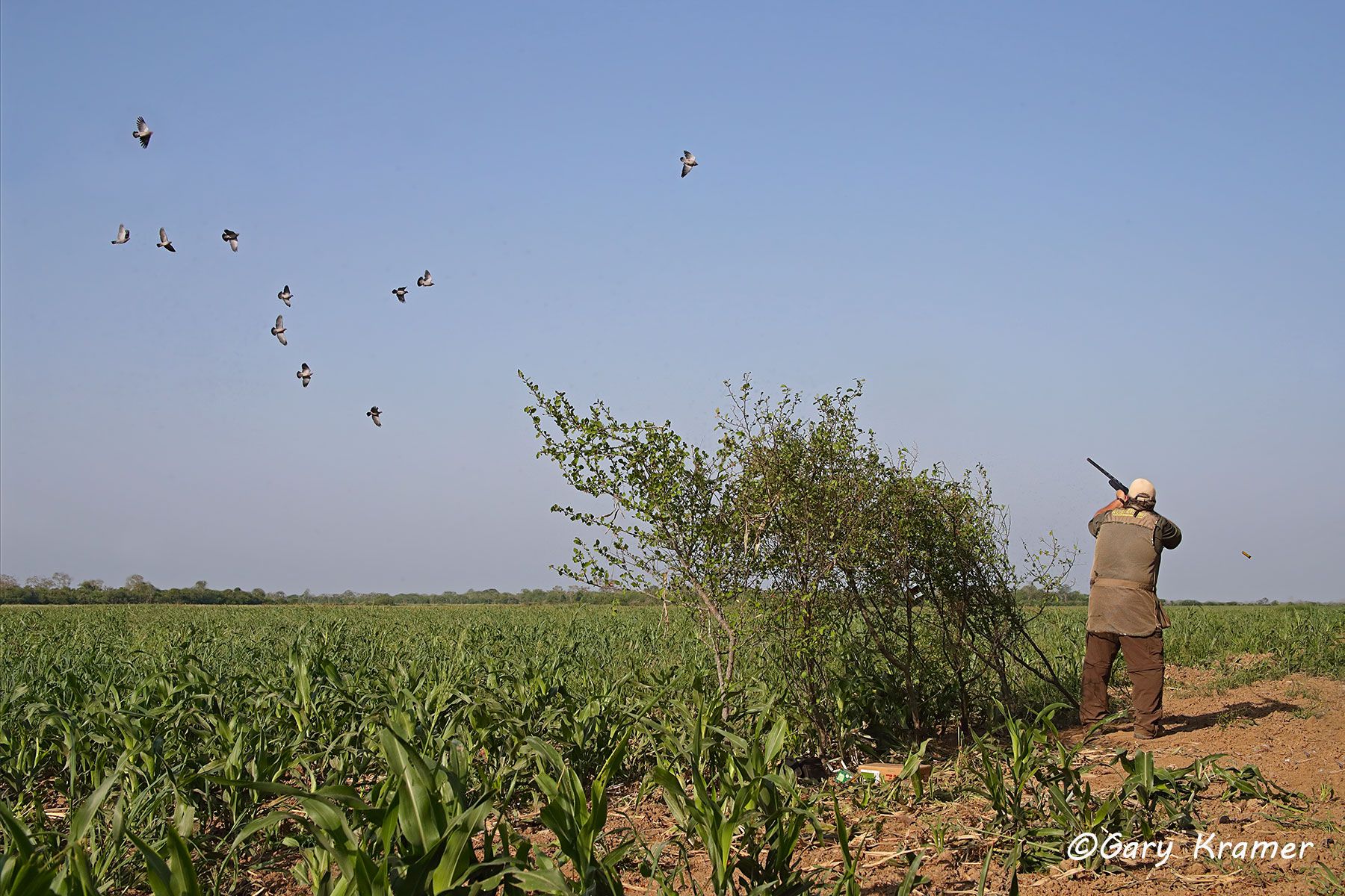 Hunter shooting at Pigeons, Bolivia Hunter shooting at Pigeons, Bolivia - SHass#039d.jpg