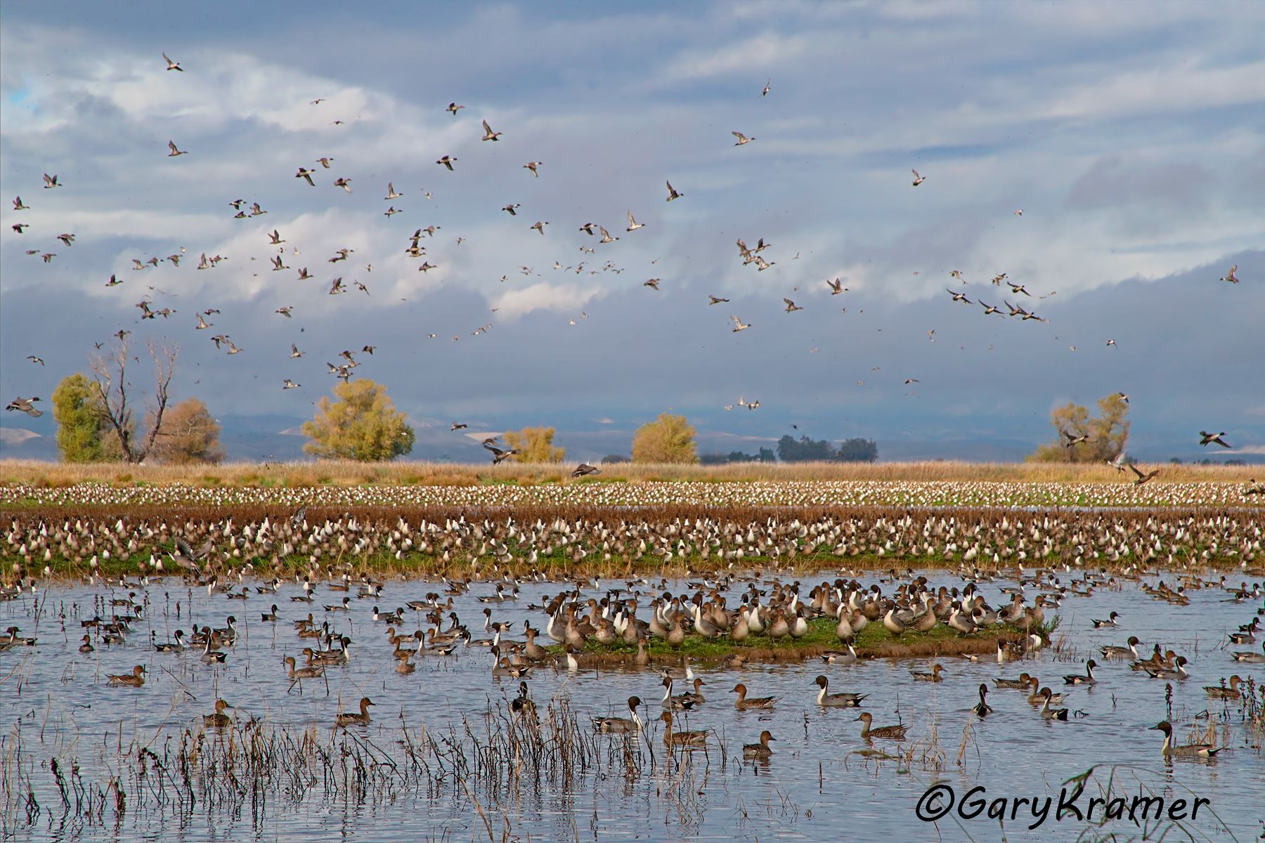 Northern Pintail (Anas acuta) - NBWP#7548d