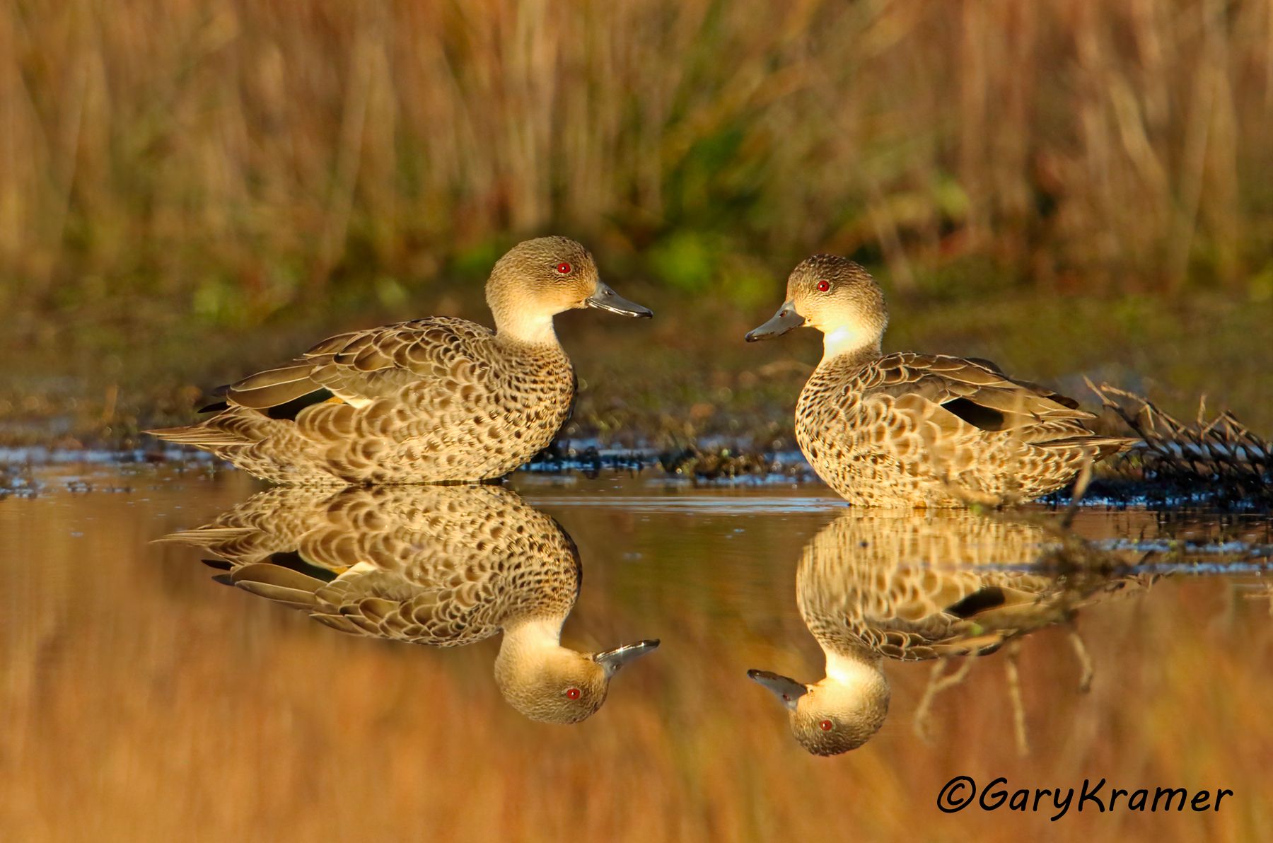Grey Teal (Anas gibberifrons) Grey Teal (Anas gibberifrons) - OBWGt#125d(2)