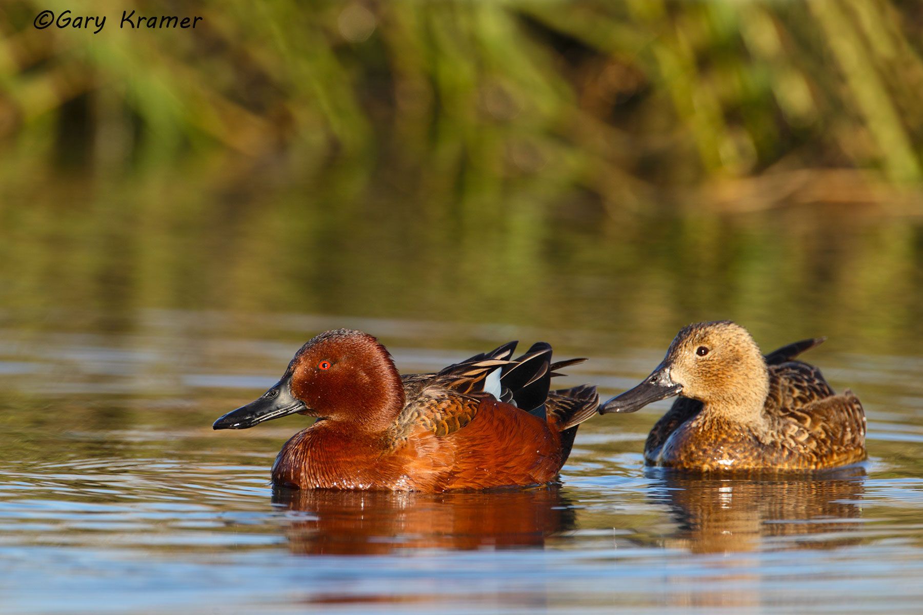 Cinnamon Teal (Spatula cyanoptera) by GaryKramer.net, 530-934-3873, gkramer@cwo.com - Published: American Wildlife Calendars 2013 Cinnamon Teal (Spatula cyanoptera) - NBWTc#443d