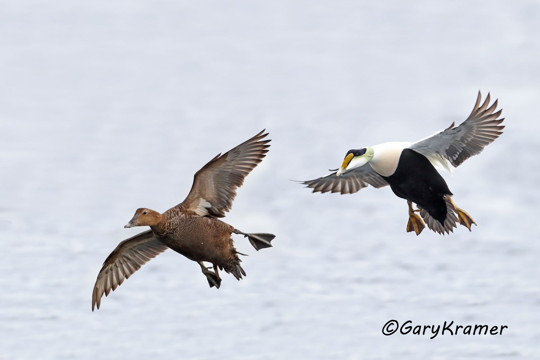 Common Eider (American) (Somateria mollissima) - NBWE#330d(2)