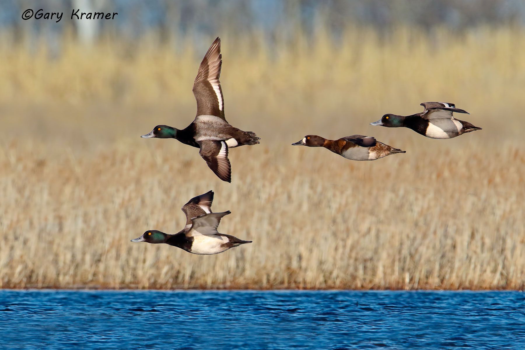 Lesser Scaup (Aythya affinis) - NBWSga#1364d