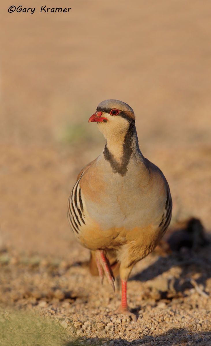 Chukar (Alectoris chukar) Chukar (Alectoris chukar) - NBGC#248d