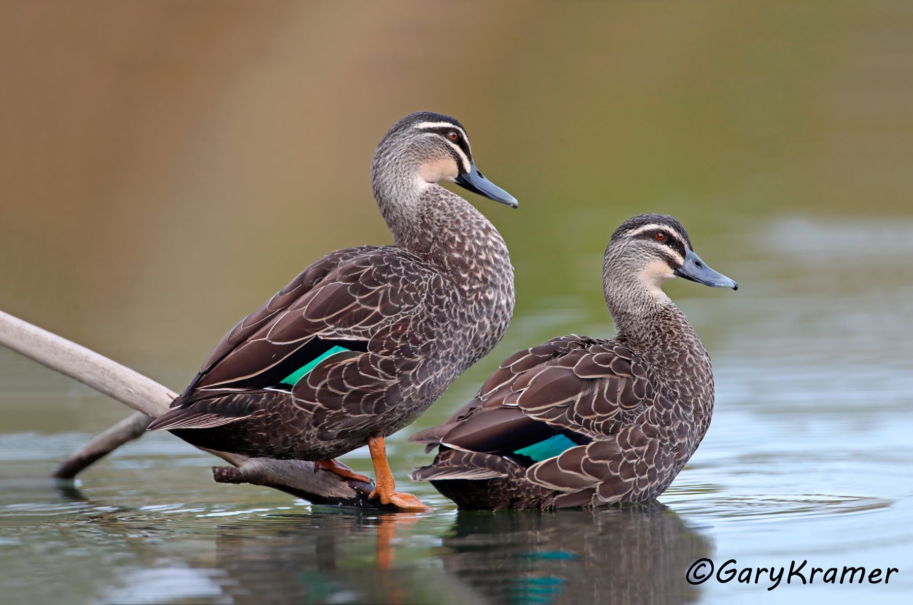 Pacific Black (Grey) Duck (Anas superciliosa)  Pacific Black Duck (Anas superciliosa) - OBWB#310d(2)