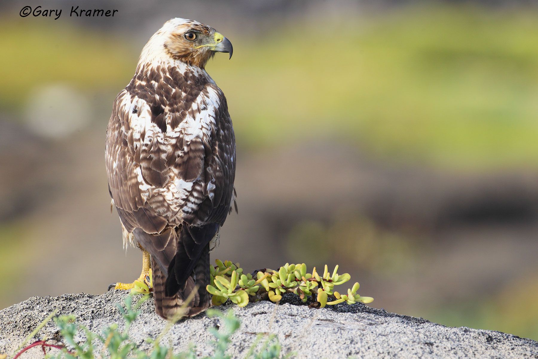 Galapagos Hawk (Buteo galapagoensis) - SBHg#043d.jpg