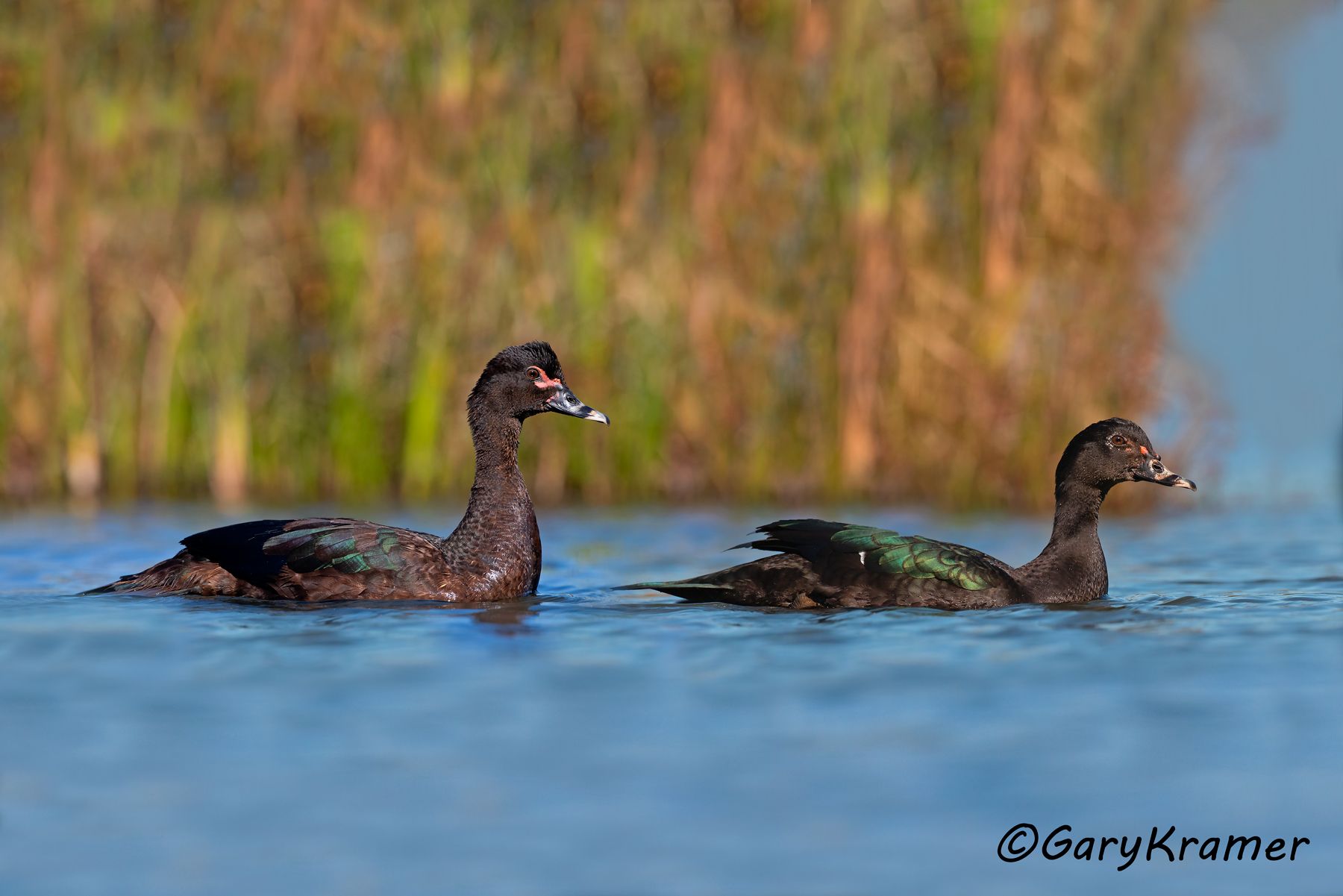 Muscovy Duck (Cairina moschata)  - NBWMc#255d(2) (Brazil)