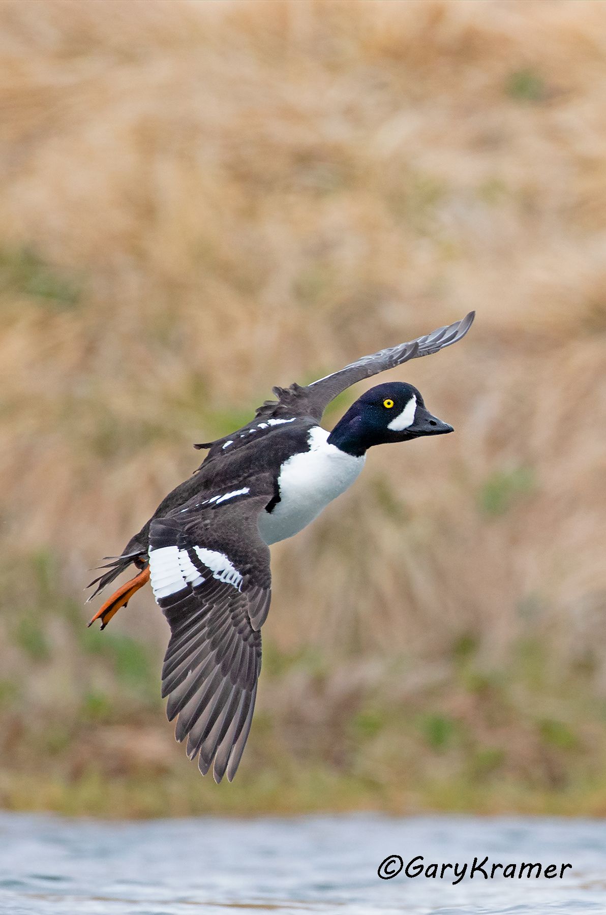 Barrow's Goldeneye (Bucephala islandica)  Barrow's Goldeneye (Bucephala islandica) -NBWGb#268d(2)