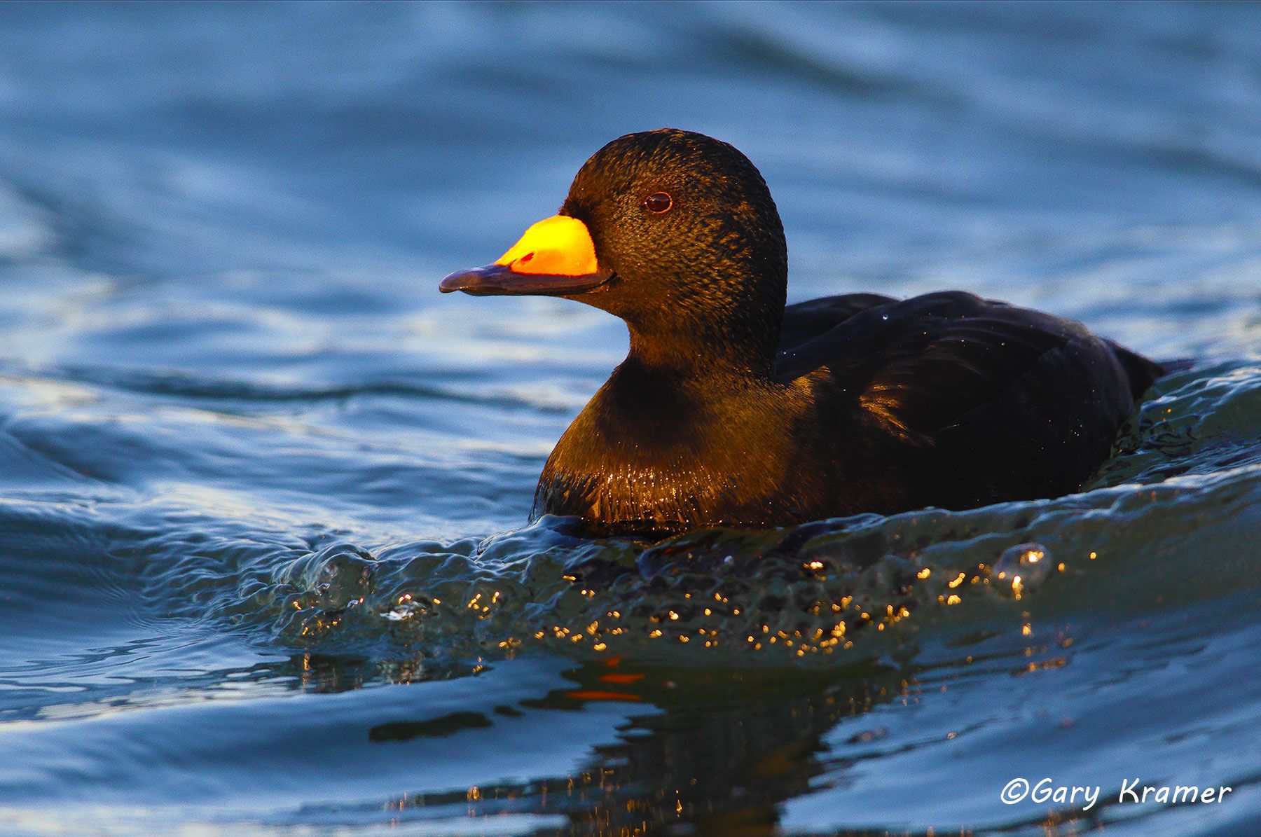 Black Scoter (Melanitta nigra) - NBWSb#215d