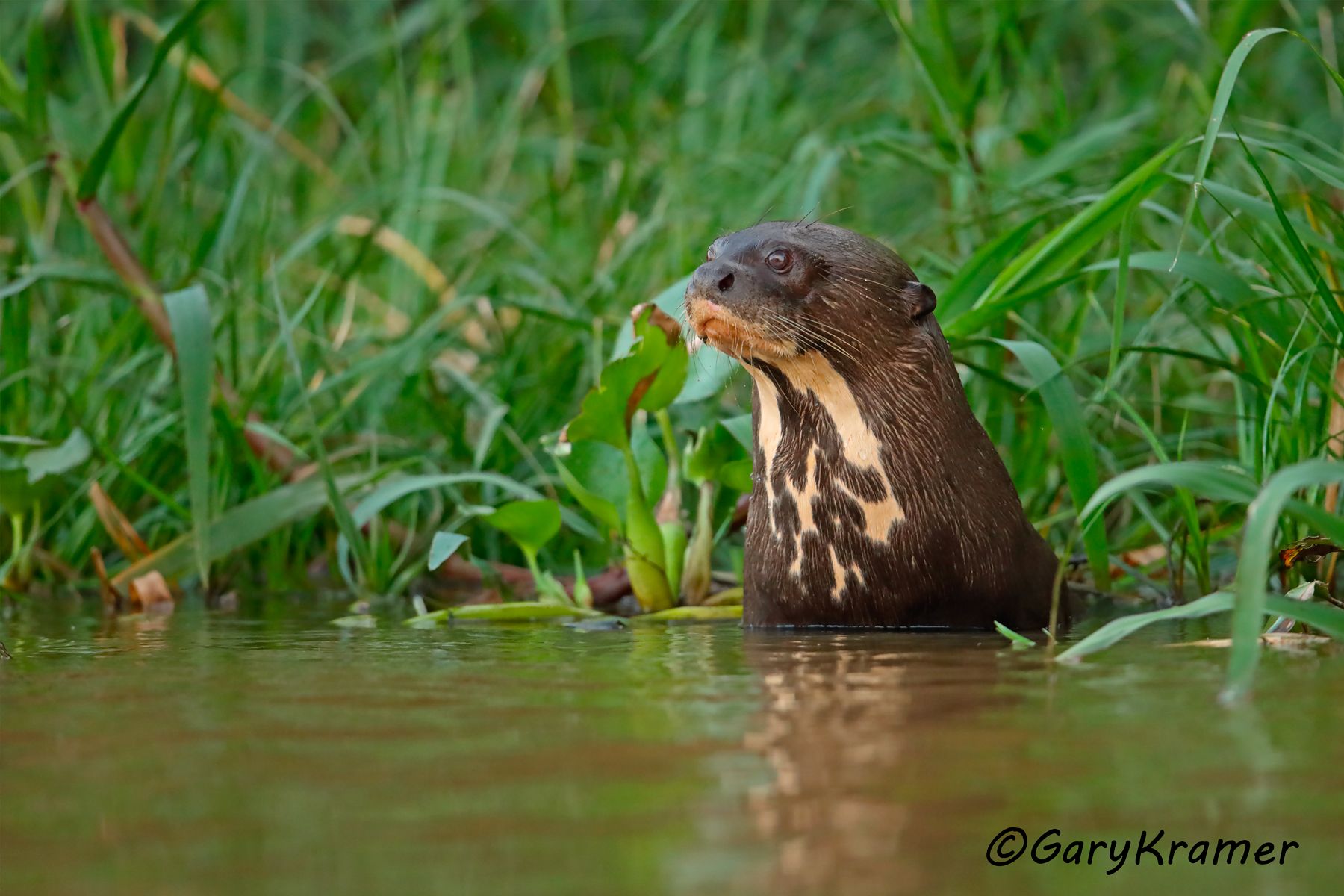 Giant Otter (Pteronura brasiliensis) - SMOg#049d