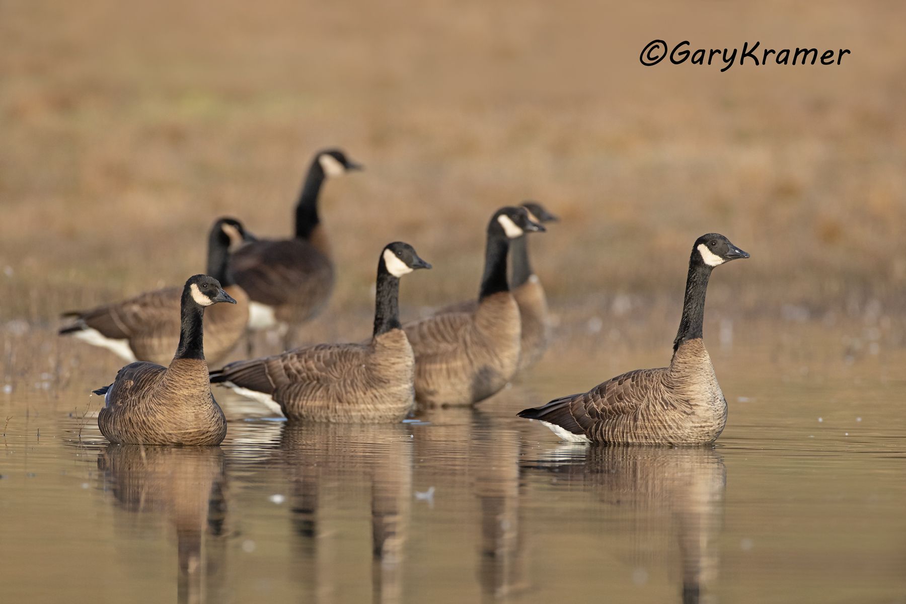 Canada Goose (Dusky) (Branta canadensis occidentalis) - NBWCd#062d