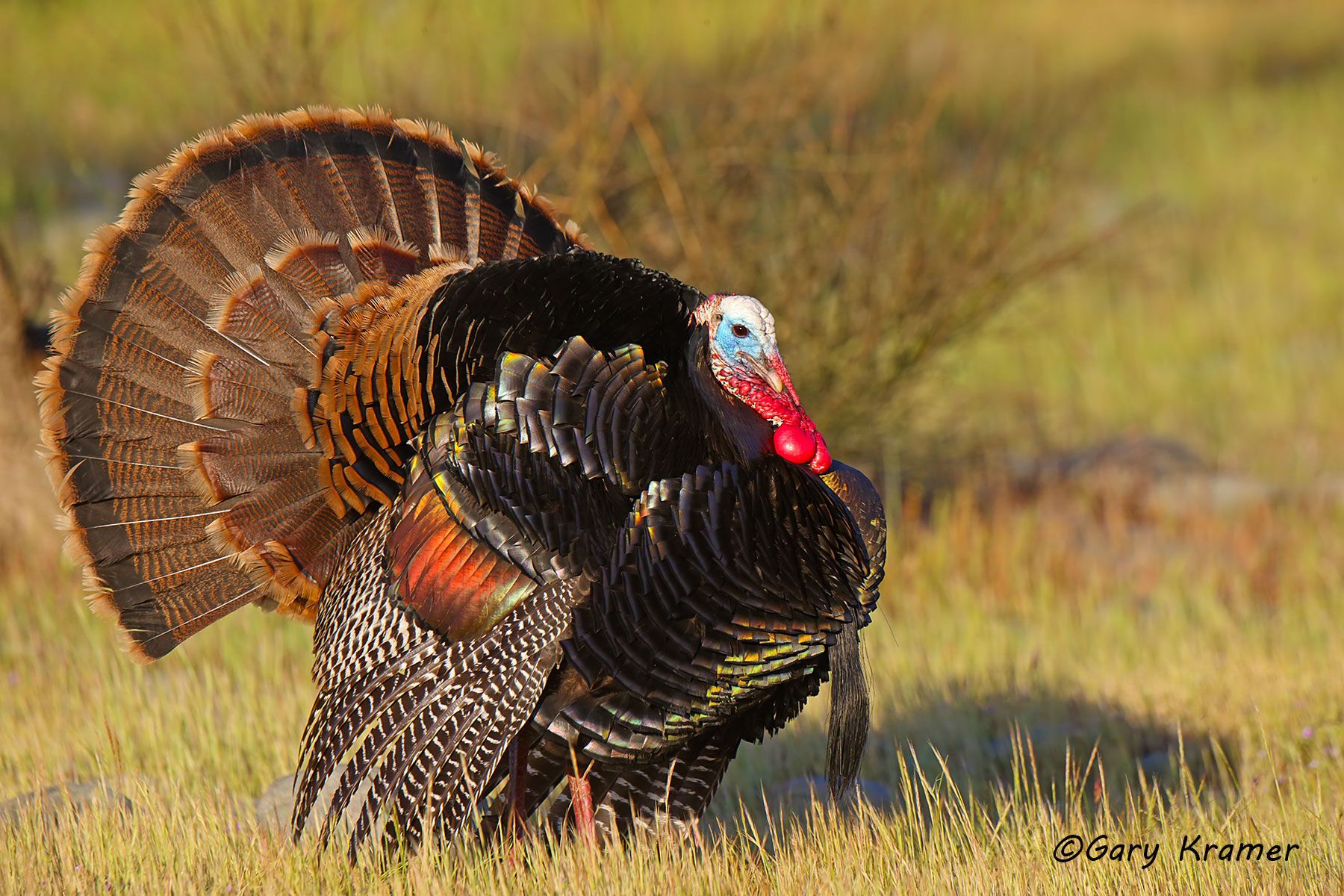 Wild Turkey - Gary Kramer Photographer / Writer