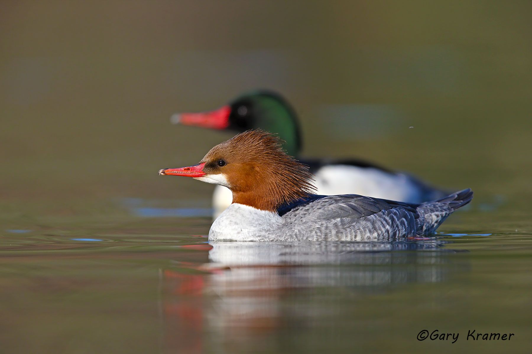 Common Merganser (Mergus merganser) Common Merganser (Mergus merganser) - NBWMc#217d