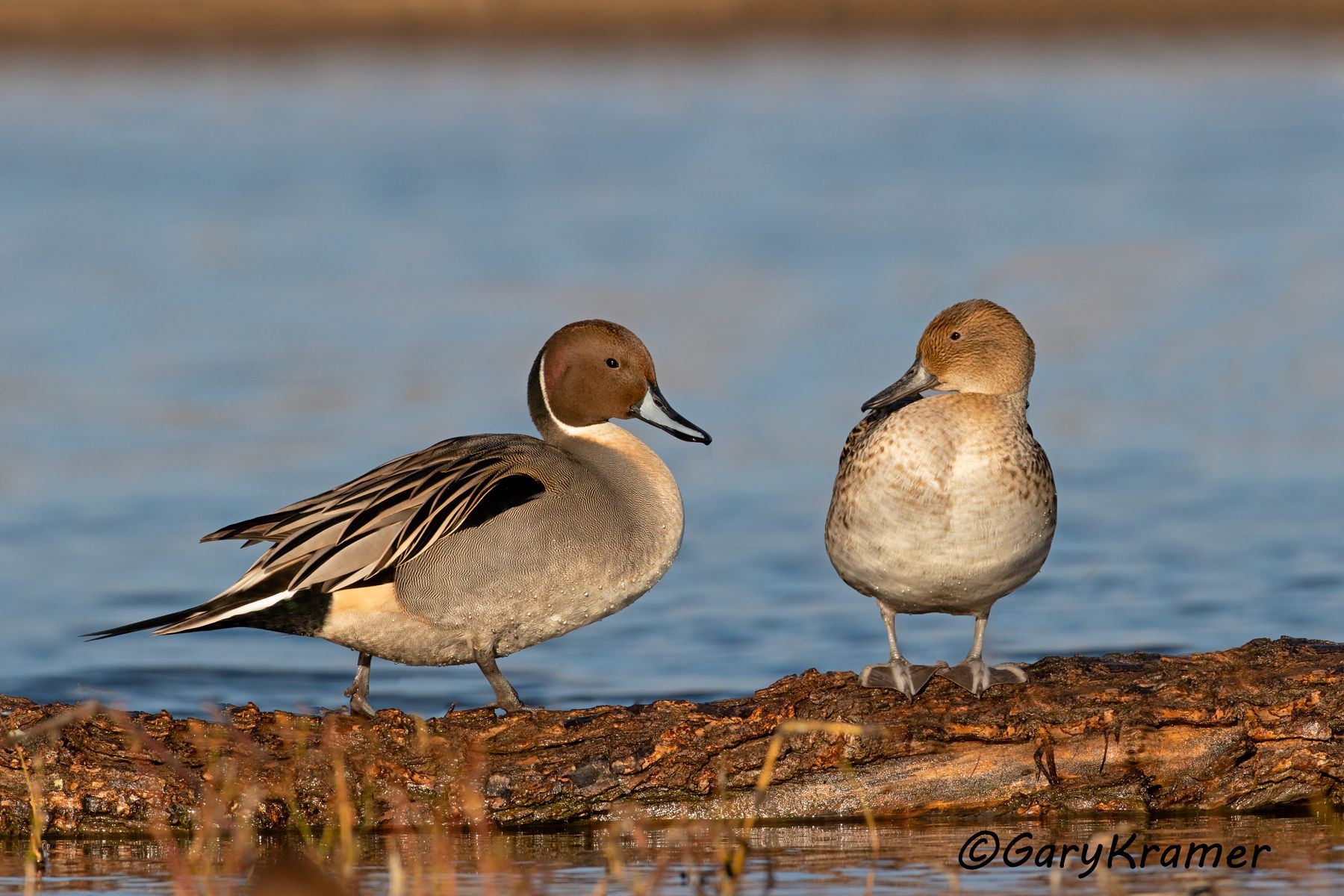 Northern Pintail (Anas acuta) - NBWP#9721d(2)