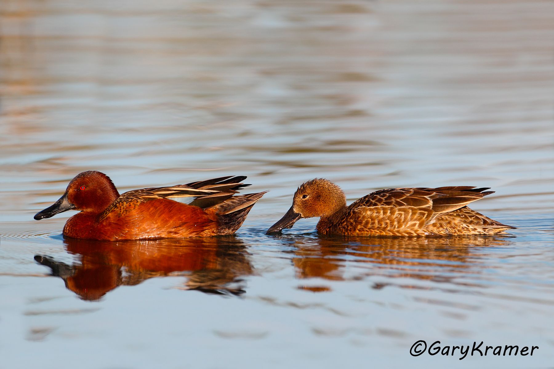 Cinnamon Teal (Spatula cyanoptera)  Cinnamon Teal (Spatula cyanoptera) - NBWTc#463d(2)
