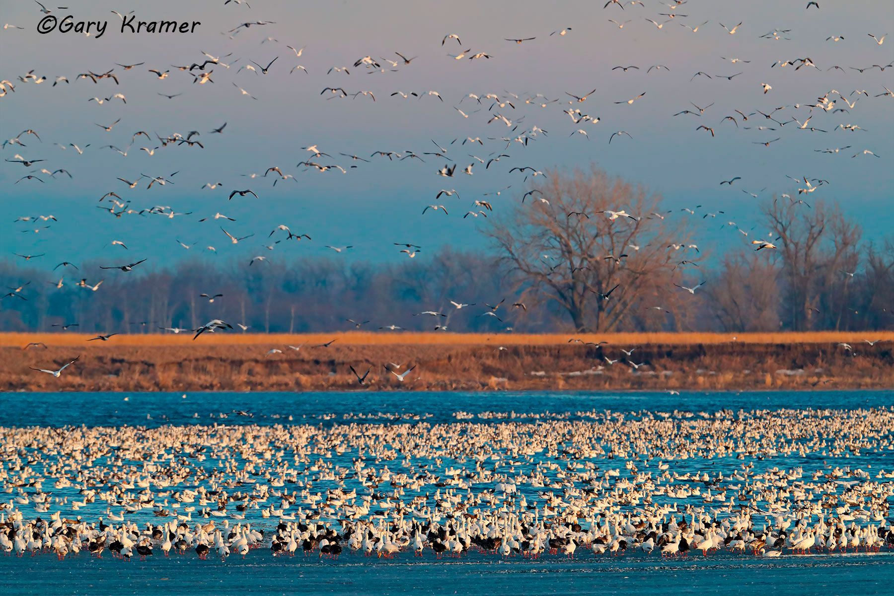 Lesser Snow Goose (Anser caerulscens) - NBWSg#2480d