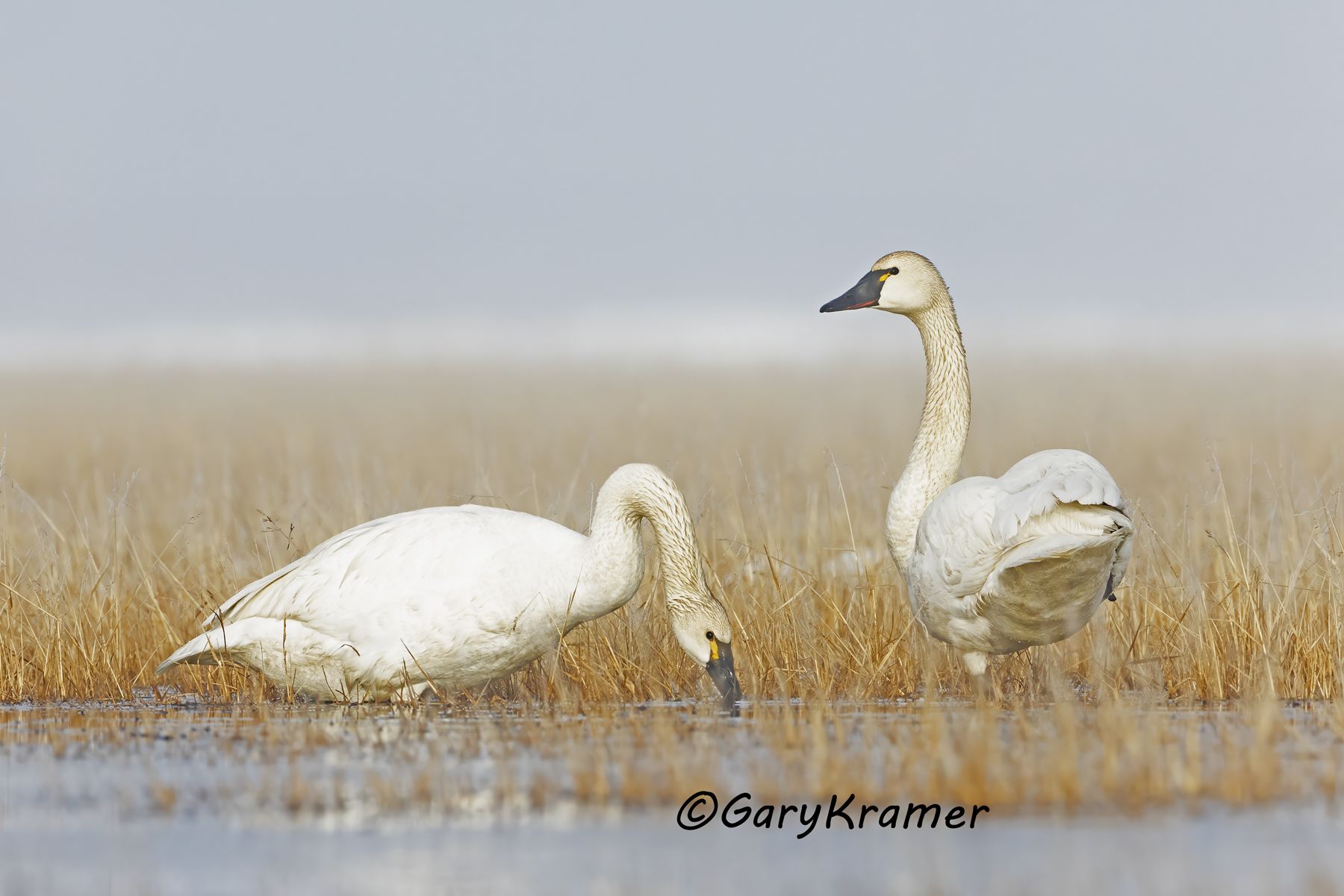 Tundra Swan (Cygnus columbianus) - NBWT#587d