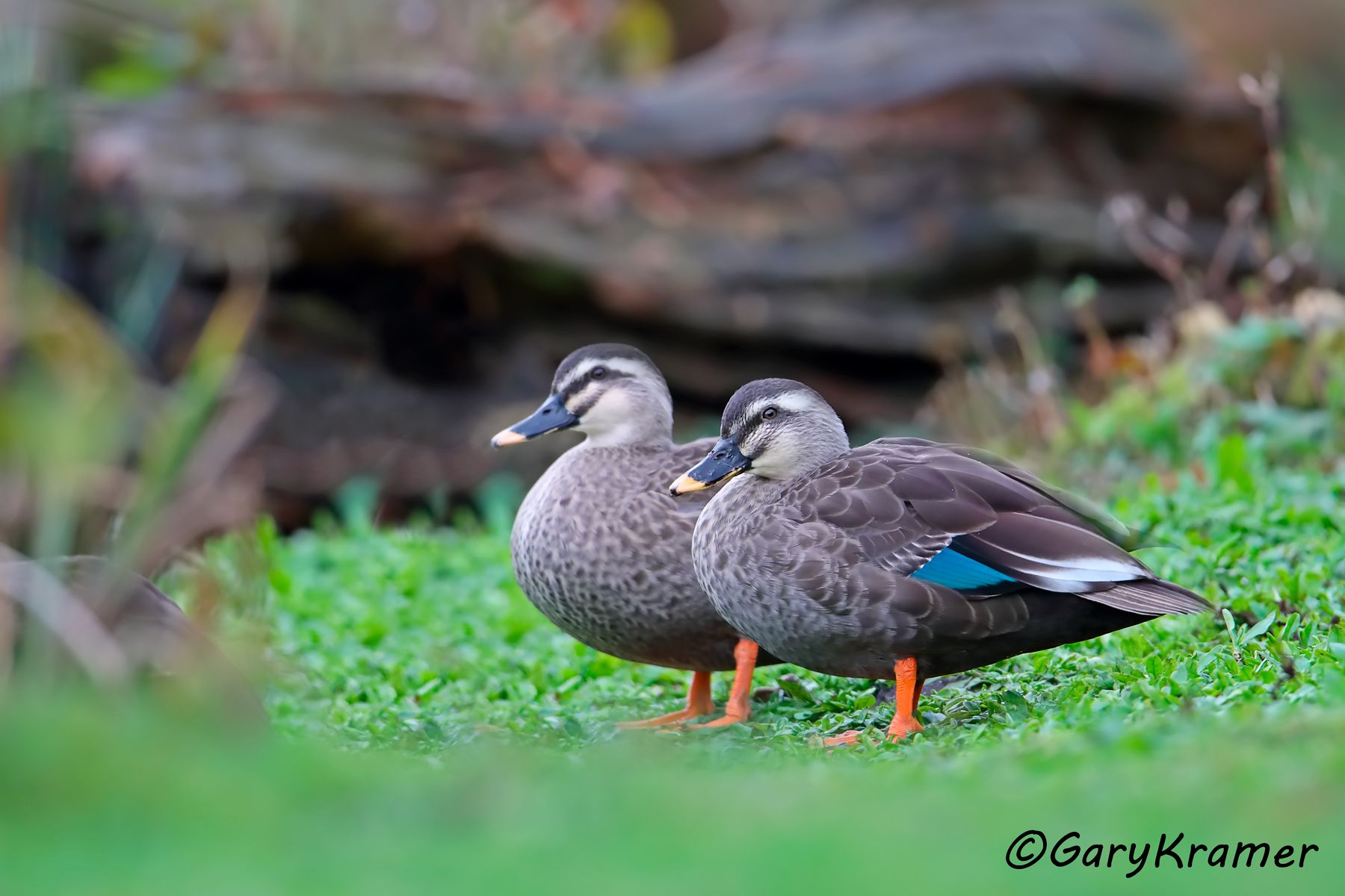 Eastern Spot-billed Duck (Anas zonorhyncha)  Eastern Spot-billed Duck (Anas zonorhyncha) - EBWBe#025d