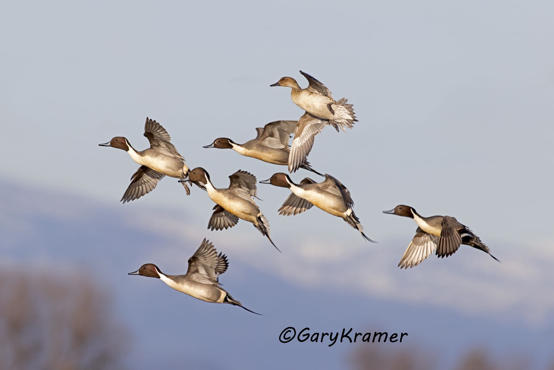 Northern Pintail (Anas acuta) - NBWP#210d(2)
