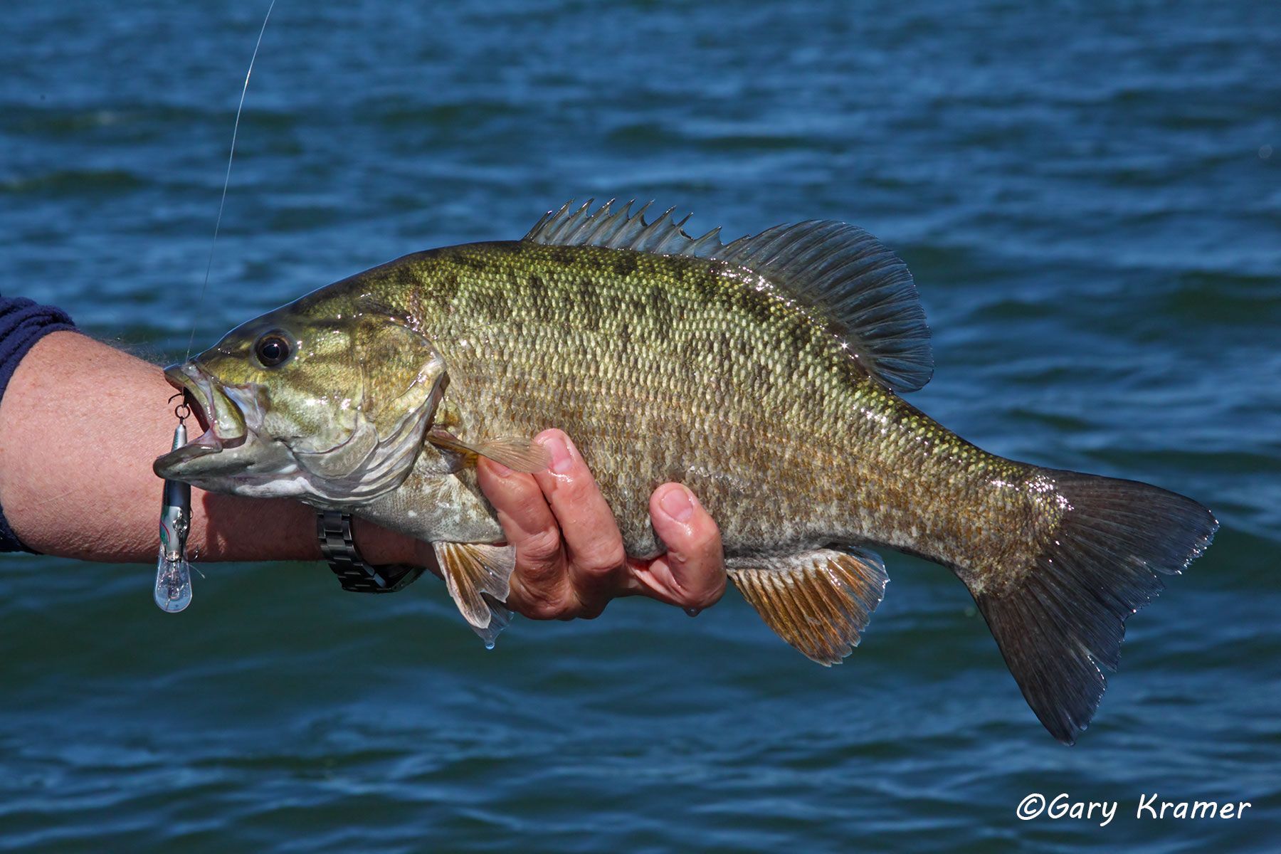 Smallmouth Bass (Micropterus dolomieui) - NFBSm#038d
