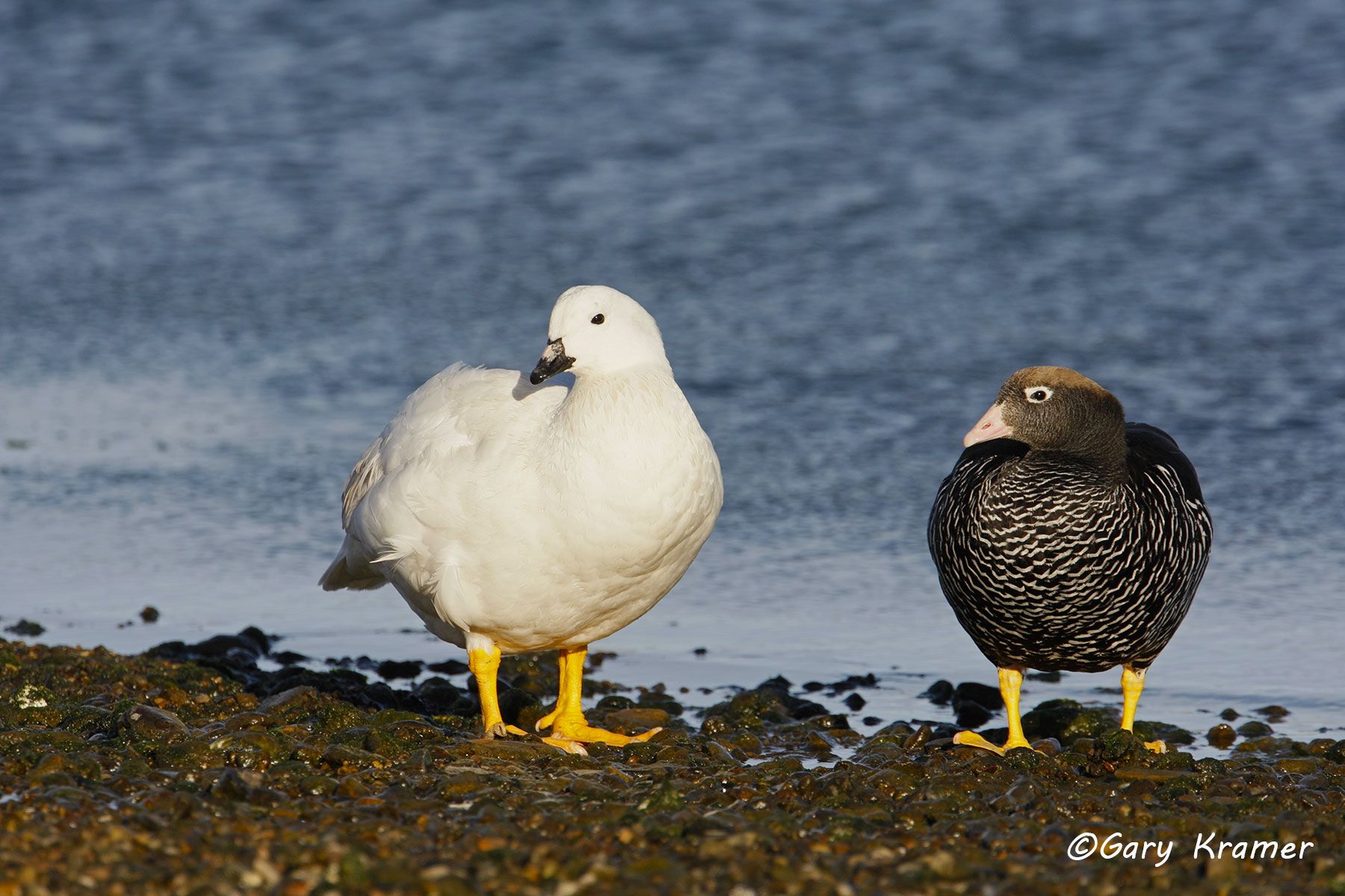 Kelp Goose (Chloephaga hybrida) - SBWGk#018d (Falkland Islands)