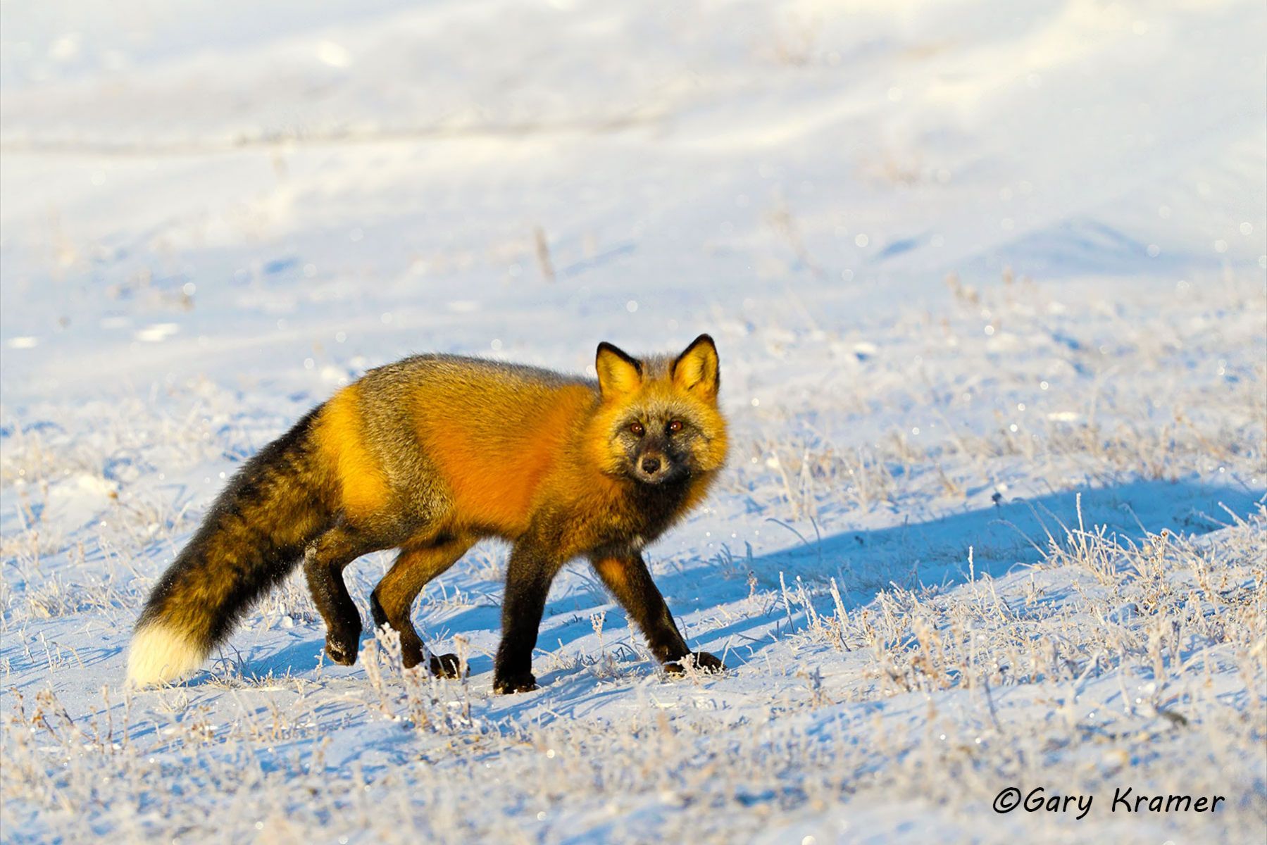 Red Fox (Cross Phase) (Vulpes fulva) - NMFc#022d