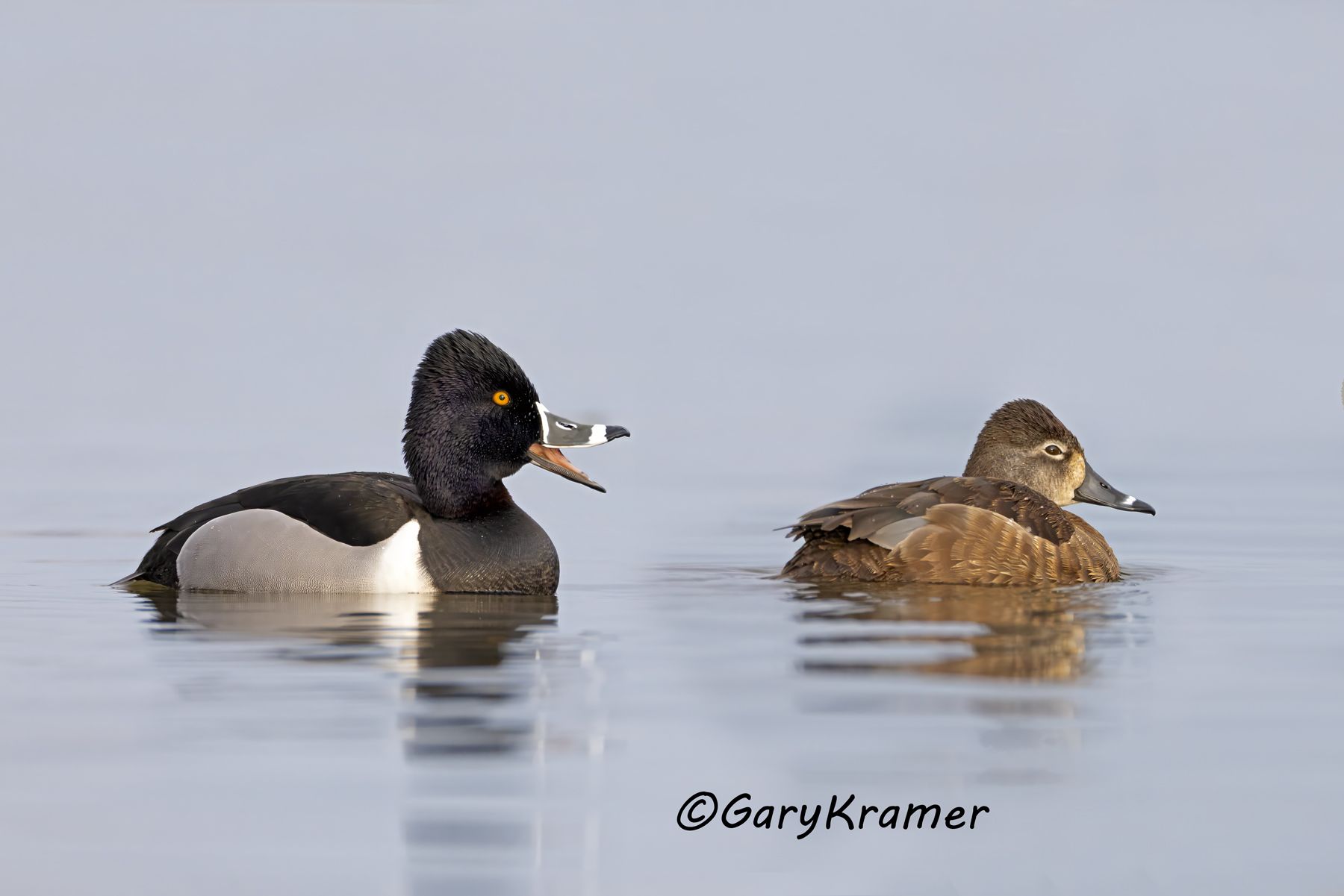 Ring-necked Duck (Aythya collaris) Ring-necked Duck (Aythya collaris) - NBWRn#1394d(2)