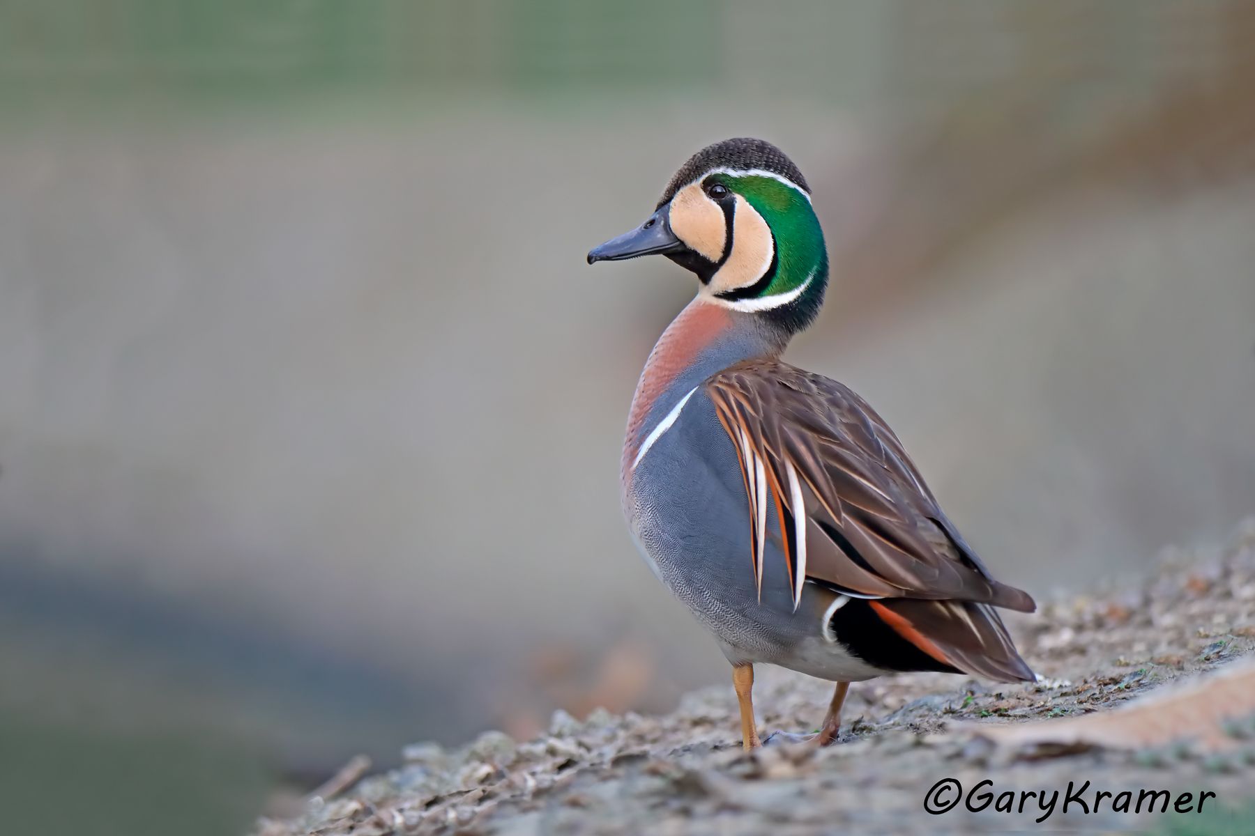 Baikal Teal (Anas formosa)  Baikal Teal (Anas formosa) - SBWB#052d