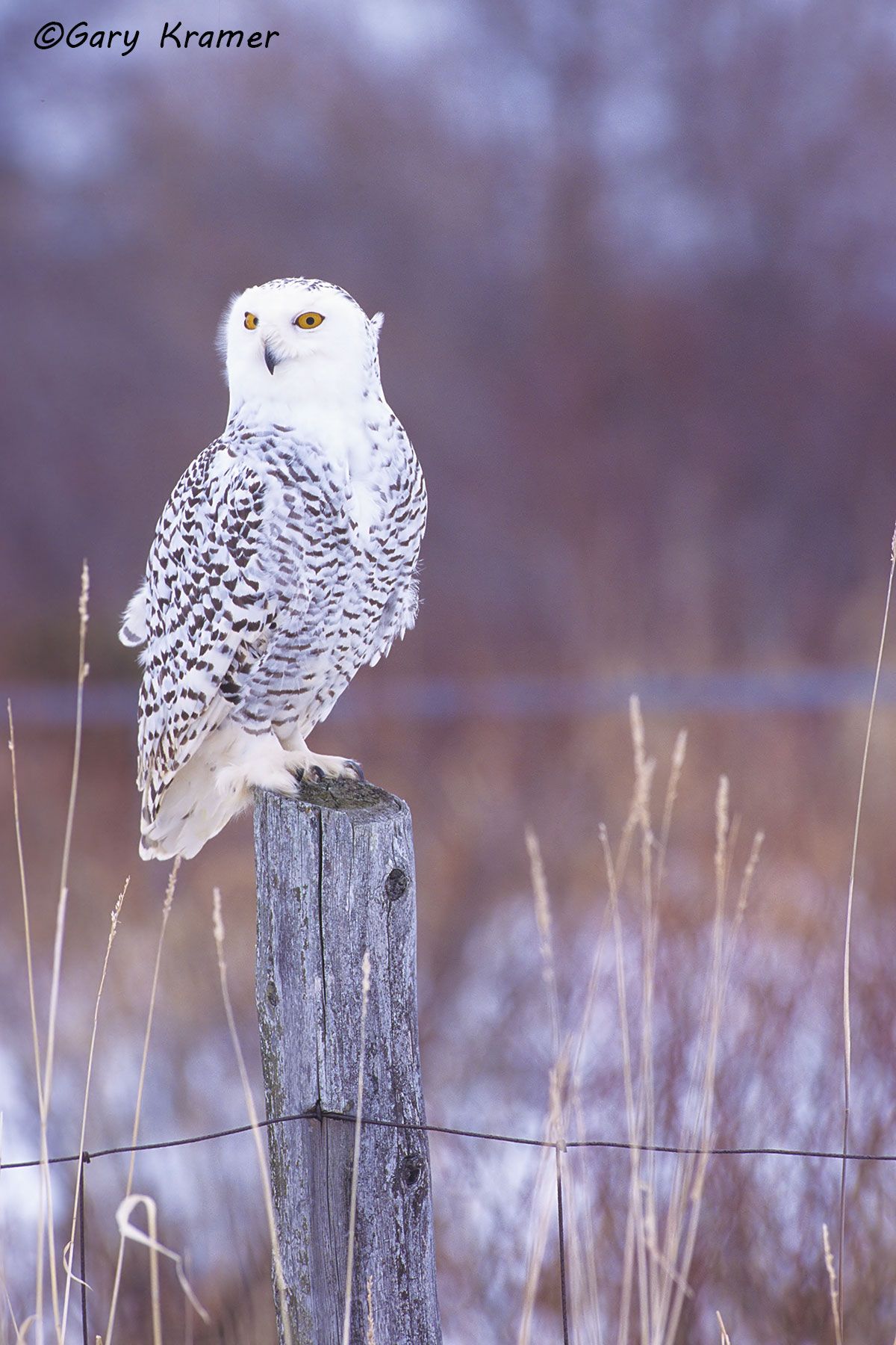 Snowy Owl (Nyctea scandiaca) - NBOS#161