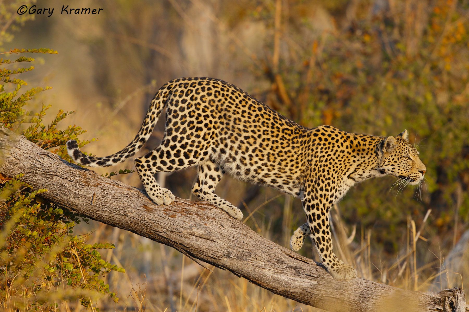 Leopard (Panthera pardus) Leopard (Panthera pardus) - AMPL#464d