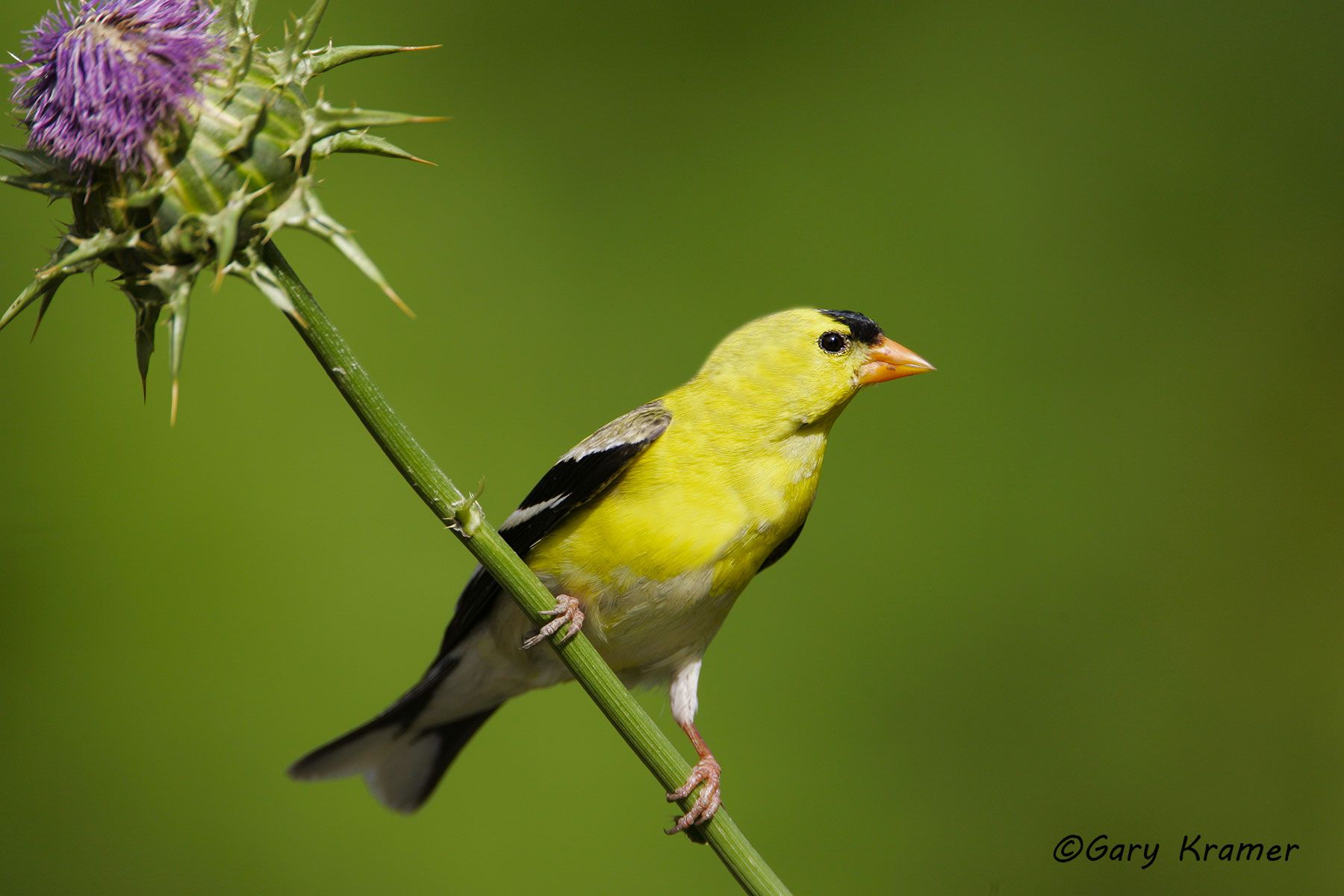 American Goldfinch (Carduelis tristis) American Goldfinch (Carduelis tristis) - NBTOa#322d(2)