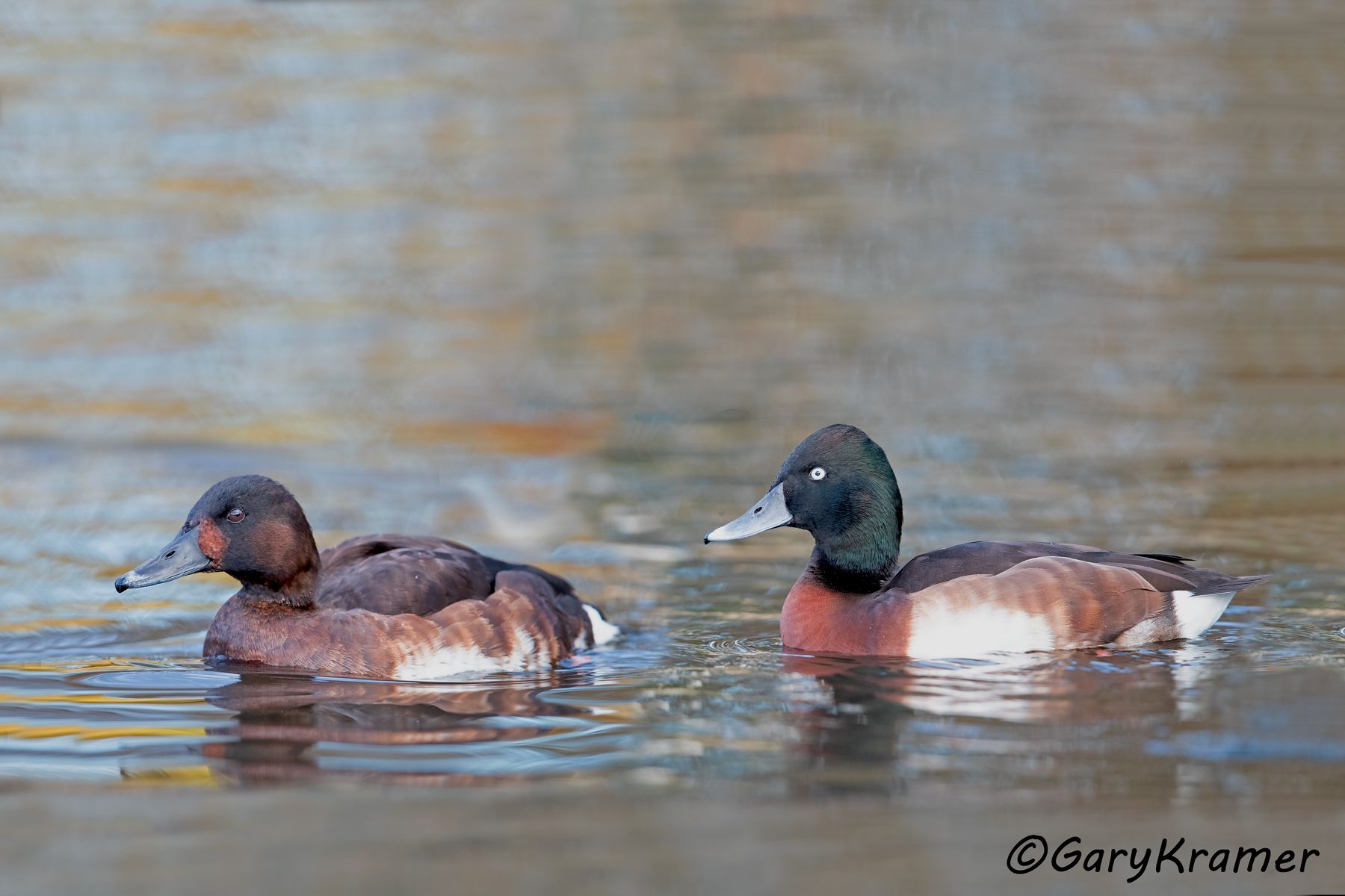 Baer's Pochard (Aythya baeri)  Baer's Pochard (Aythya baeri) - EBWB#021d(2)