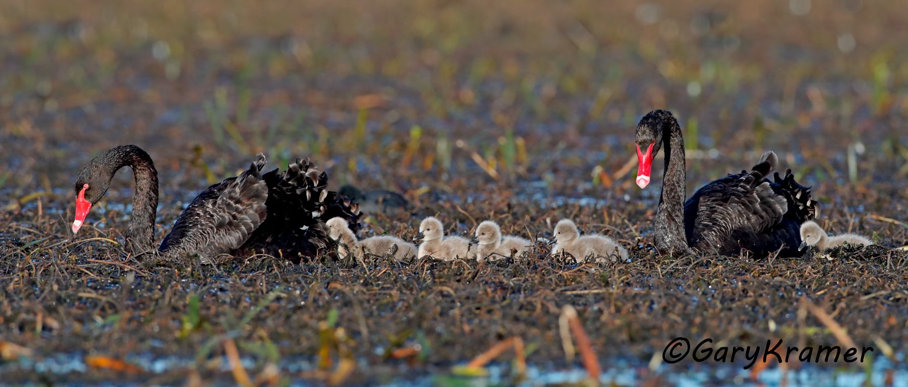 Black Swan (Cygnus atratus)  Black Swan (Cygnus atratus) - OBWSbc#189d(P)